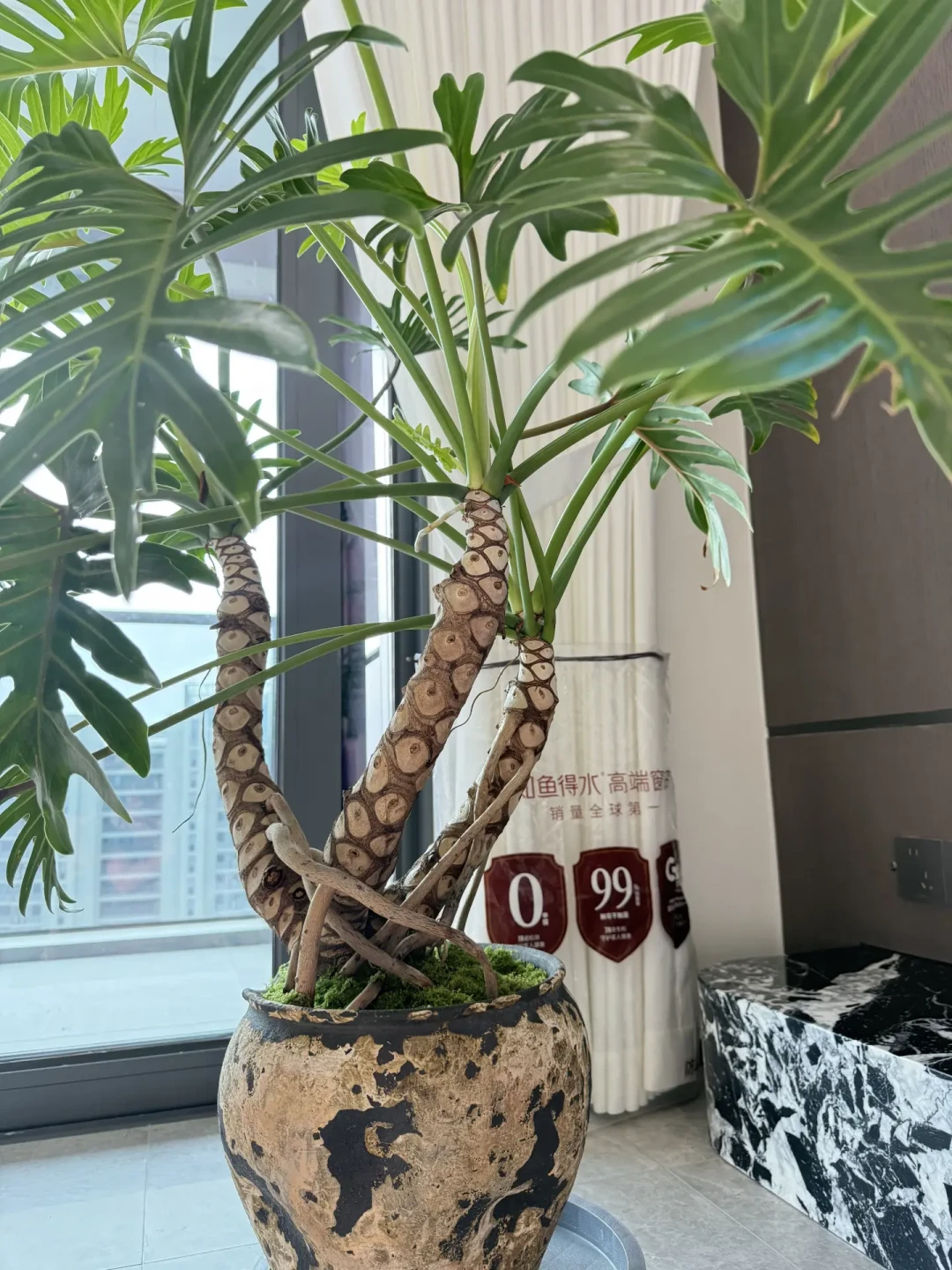 同一个植物角,有人花72元有人花2000多:翻了近期几十篇花费帖,我把四层钱算清了