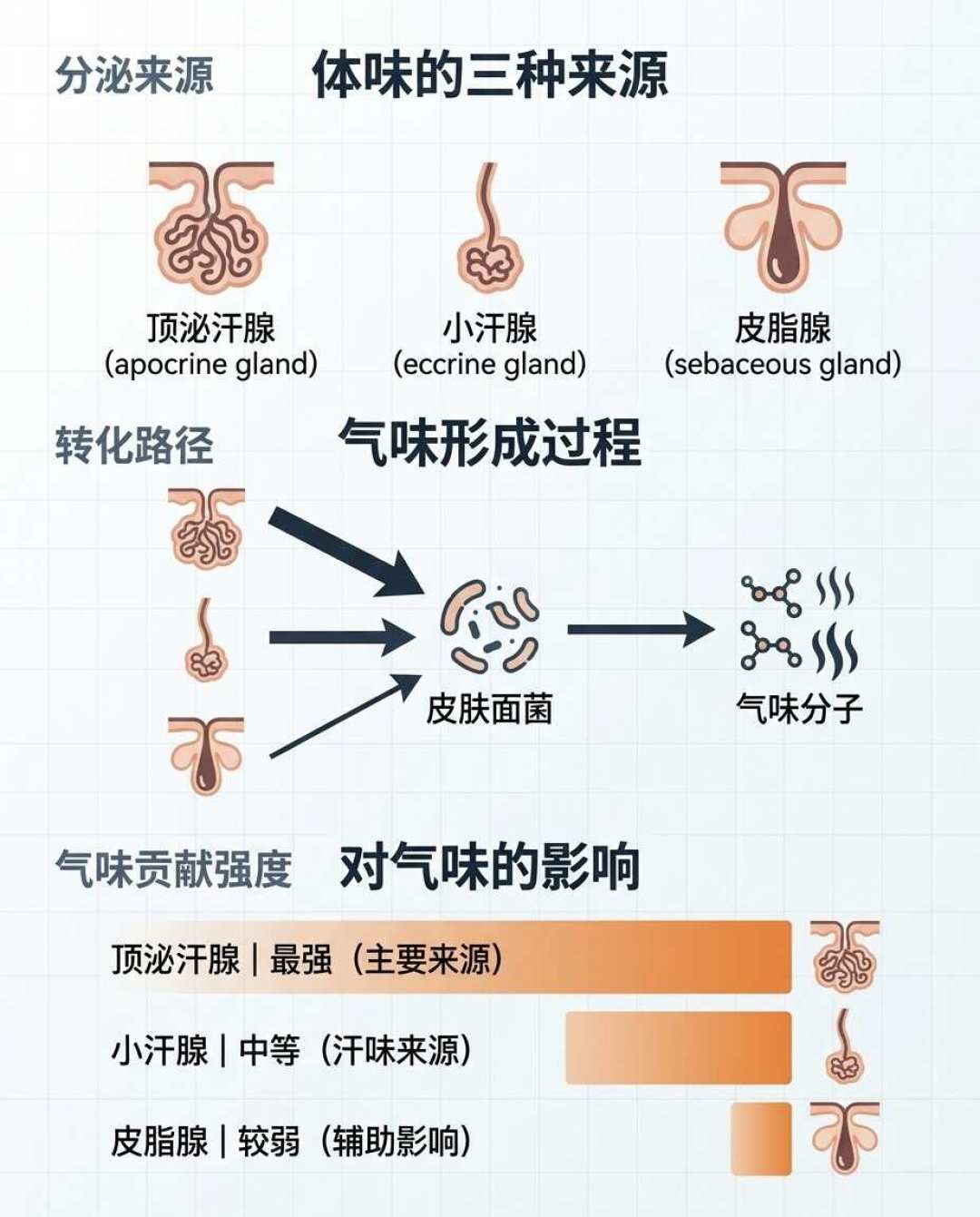 买止汗露前先看耳屎:翻遍全网腋下帖,滤掉一半广告和三个谣言,整理出这张10元到1万元的分级表