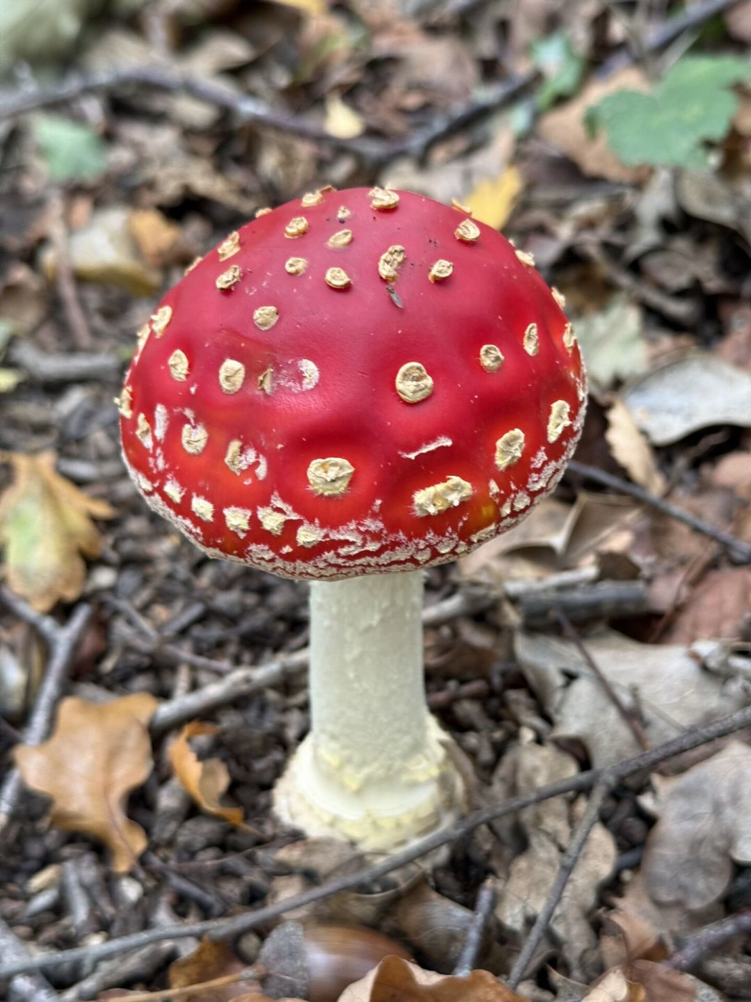 王嘉尔吃菌见到“小矮人”，马力欧的蘑菇也被扒了：原型是毒蝇鹅膏，野外遇到千万别摘