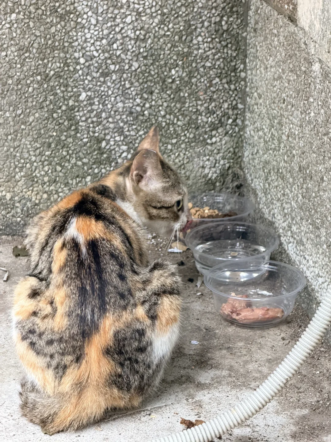 和猫住说