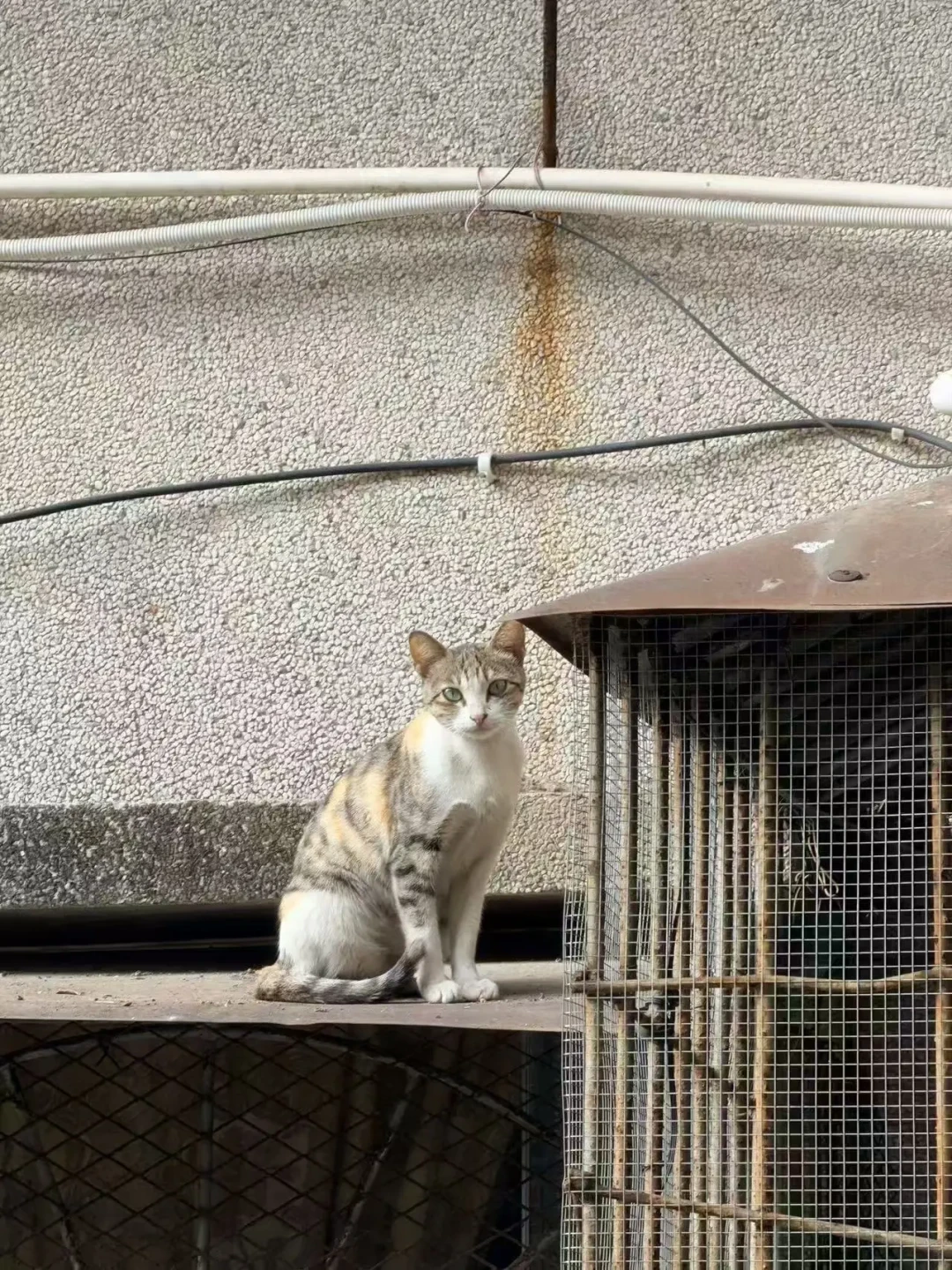 和猫住说