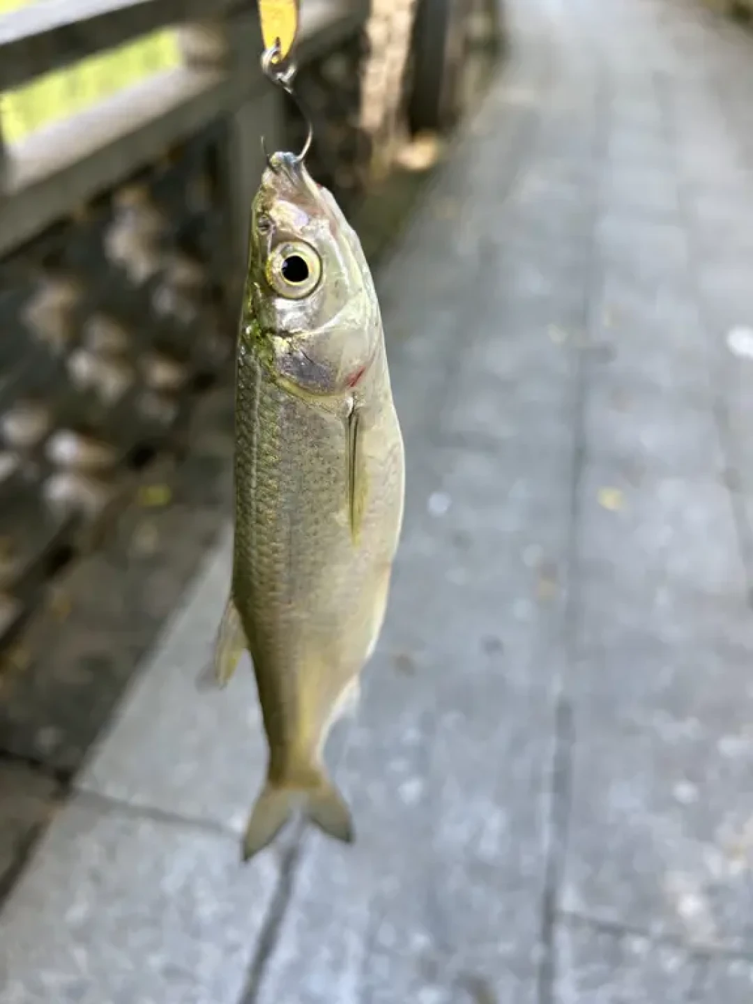 台风“紫檀”来了，溪流分成三个时区：华南取消行程，浙闽等退水，北方已经连竿