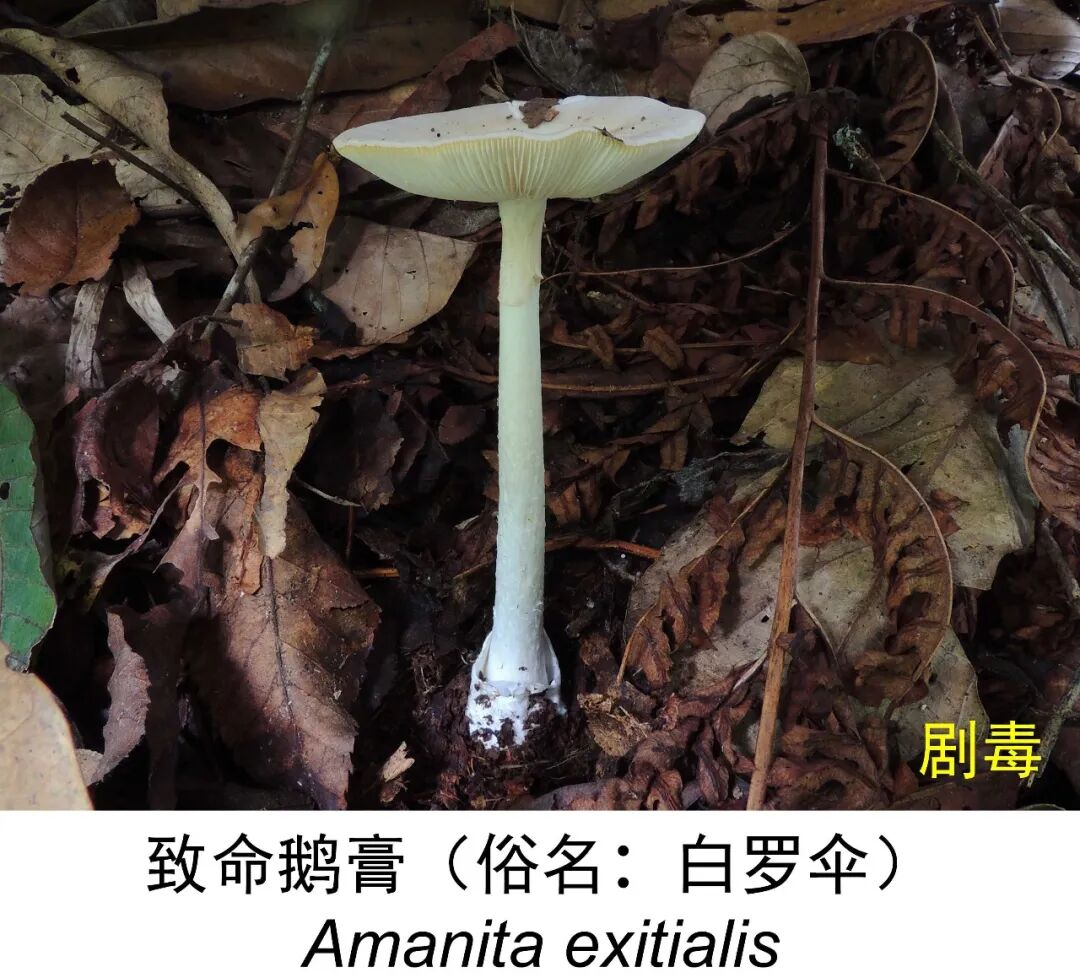 一位主任医师全家连中三年毒:我们盘了这季野生菌翻车案例,大多栽在同几步上