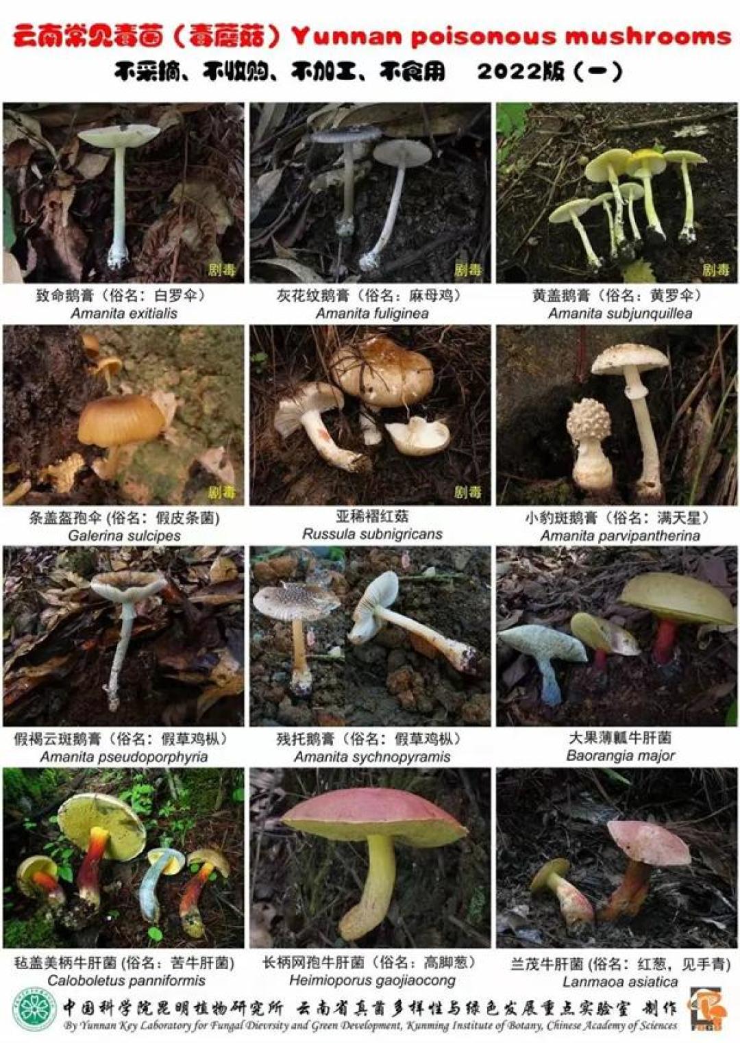 一位主任医师全家连中三年毒:我们盘了这季野生菌翻车案例,大多栽在同几步上