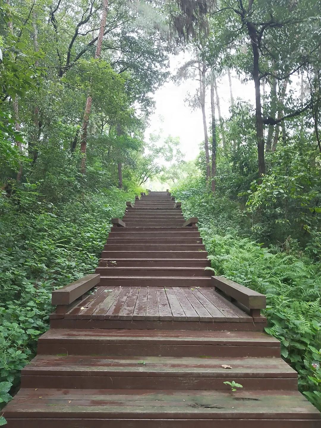 上午10点,一个男人在梧桐山倒下后没能再站起来:翻完这个夏天的城市徒步中暑账,出门前先对6个数字
