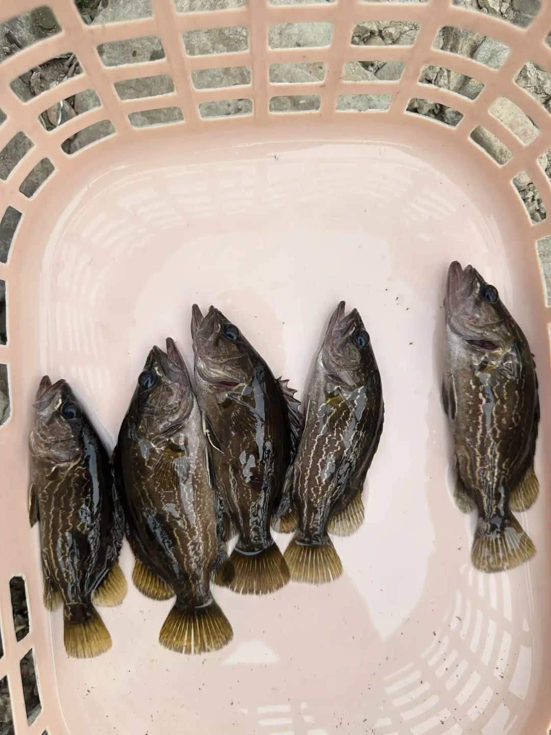 秋鳜季到了：第一支路亚竿看懂三个数，吵明白圈里两个争议
