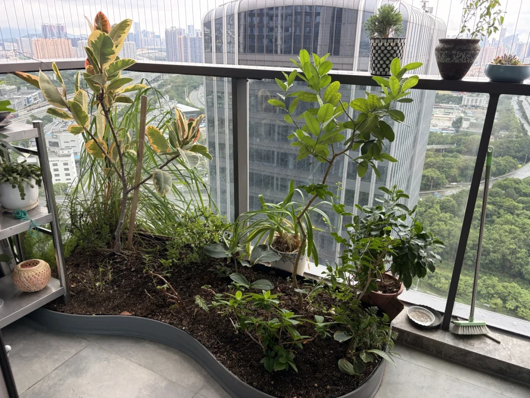 大树底下不长草、植物全背对着你长：翻了20多篇度夏翻车复盘帖，我把绿植造景的