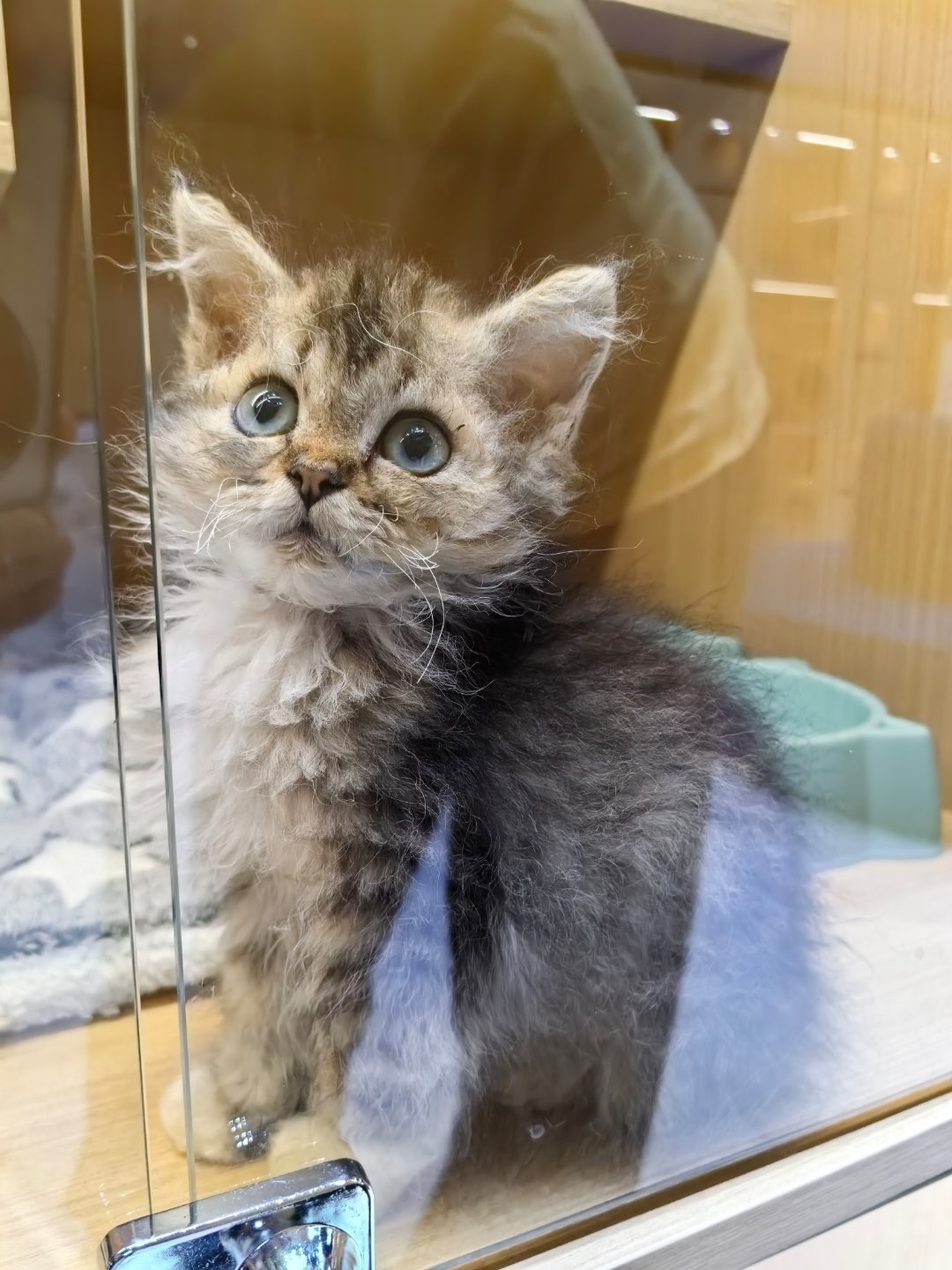 从均价一万到1600抱走布偶:猫价崩盘是真的,但想捡漏得先算完这三笔账