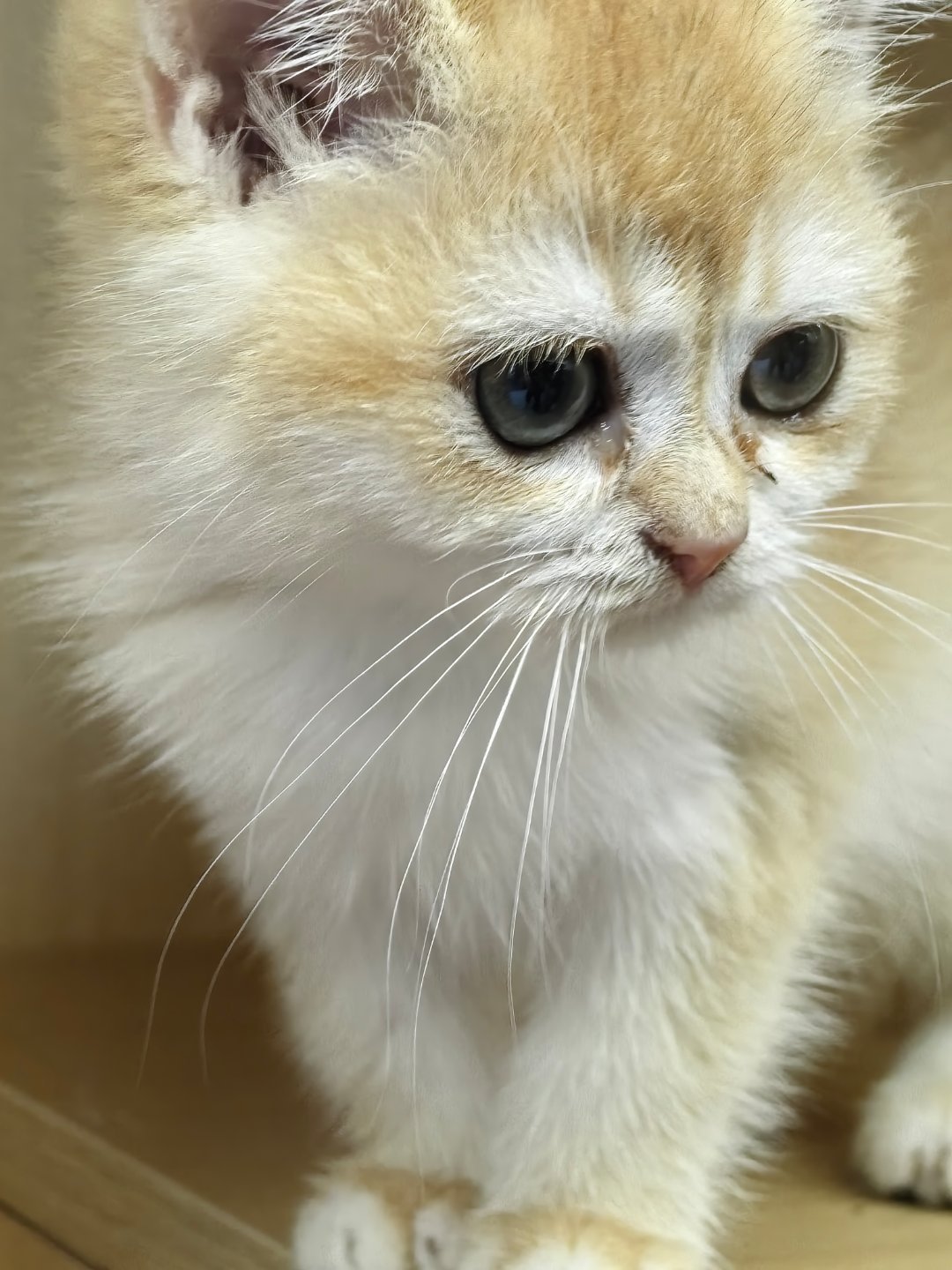 从均价一万到1600抱走布偶:猫价崩盘是真的,但想捡漏得先算完这三笔账