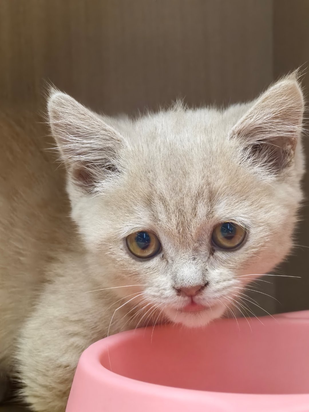 从均价一万到1600抱走布偶:猫价崩盘是真的,但想捡漏得先算完这三笔账