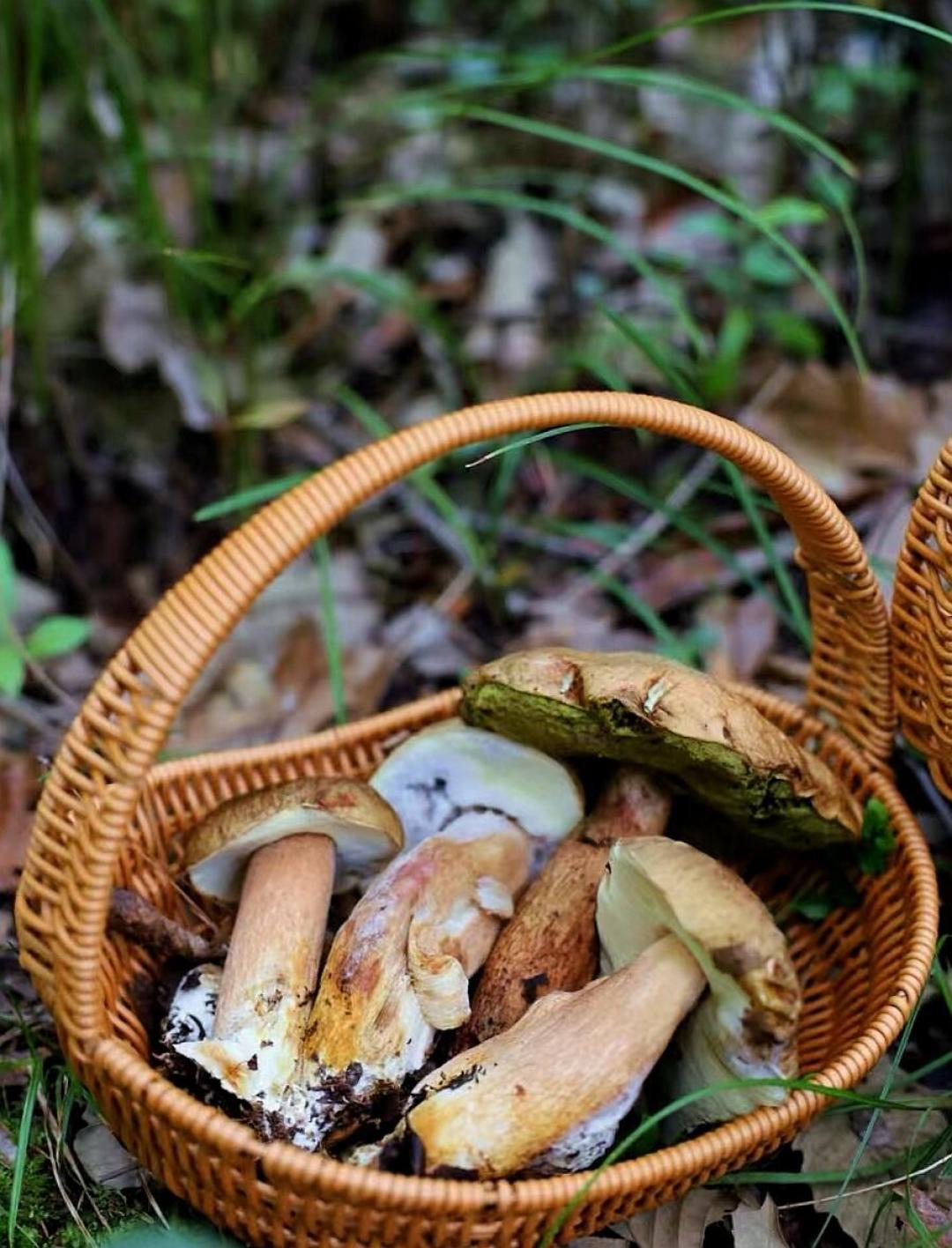 菌子季进入倒计时,