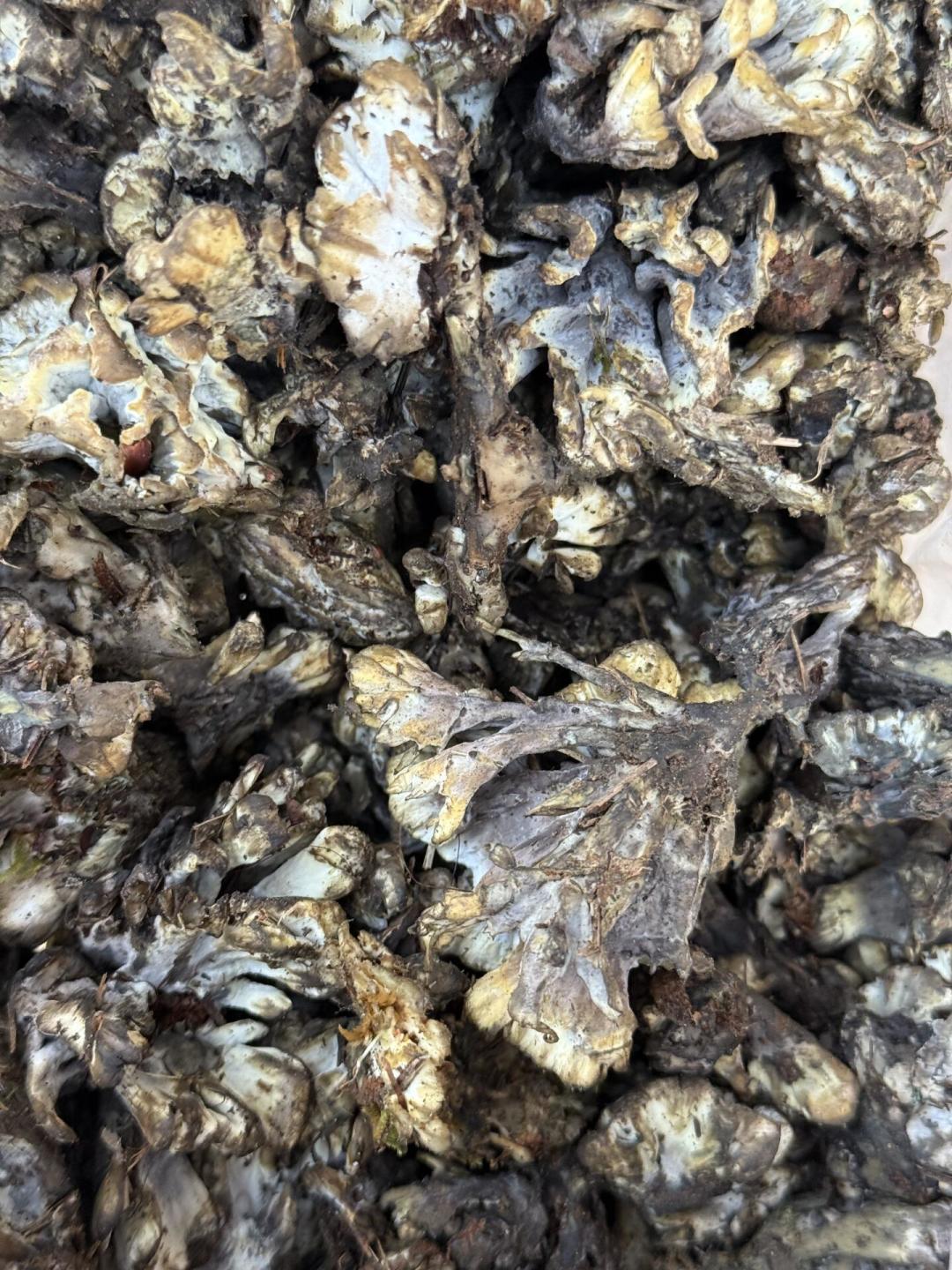 菌子季进入倒计时,