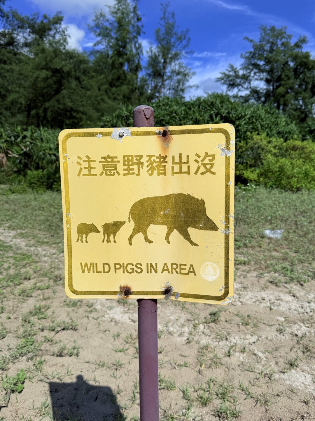 一晚拱烂4顶帐篷、一根蛋白棒拖走背包:我盘了麦理浩径两年的野猪记录,发现3个规律和1个误区