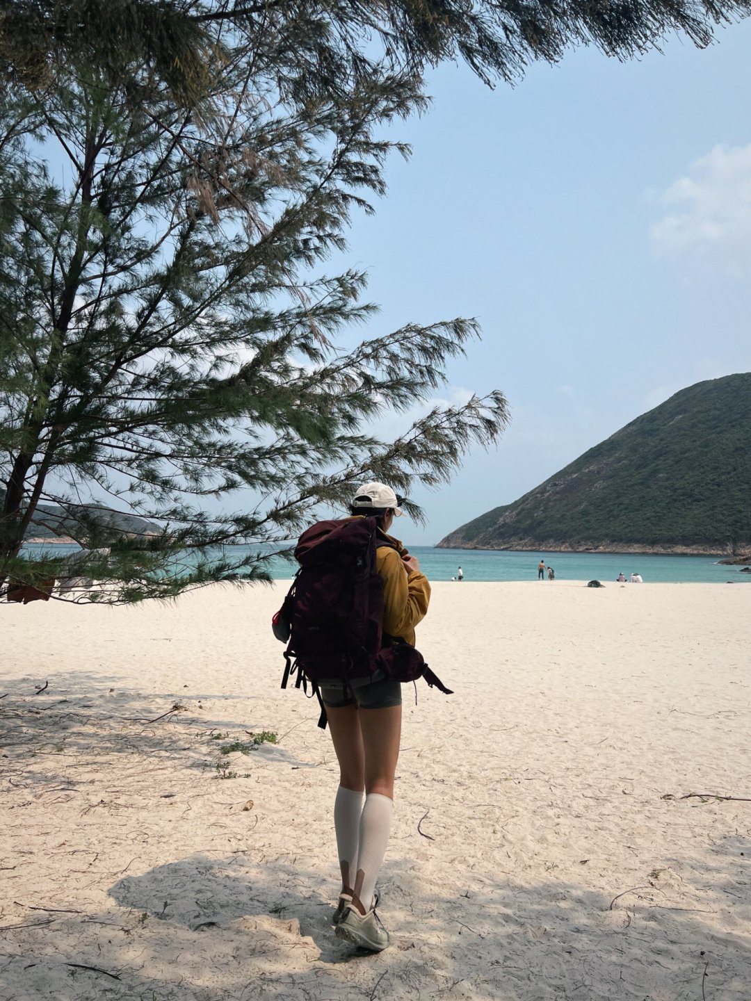 一晚拱烂4顶帐篷、一根蛋白棒拖走背包:我盘了麦理浩径两年的野猪记录,发现3个规律和1个误区