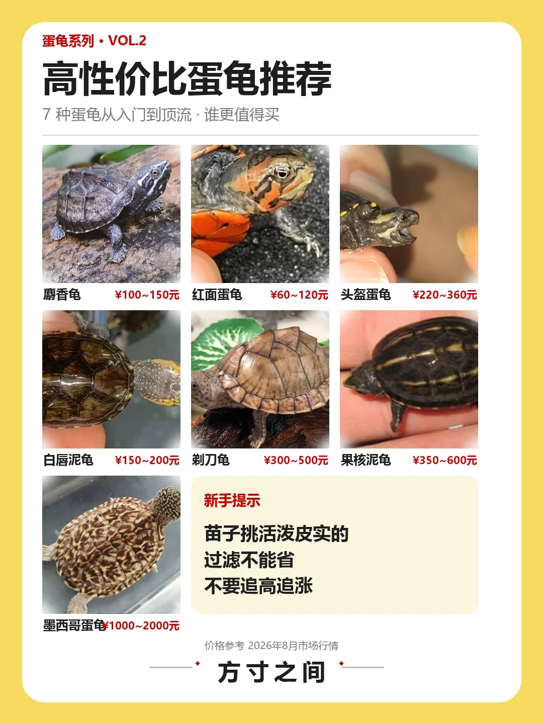 鳄龟被全面禁售,蛋龟反而涨疯了:麝香苗从60涨到120元,8月7品种行情一次说清,下单前先过这4关