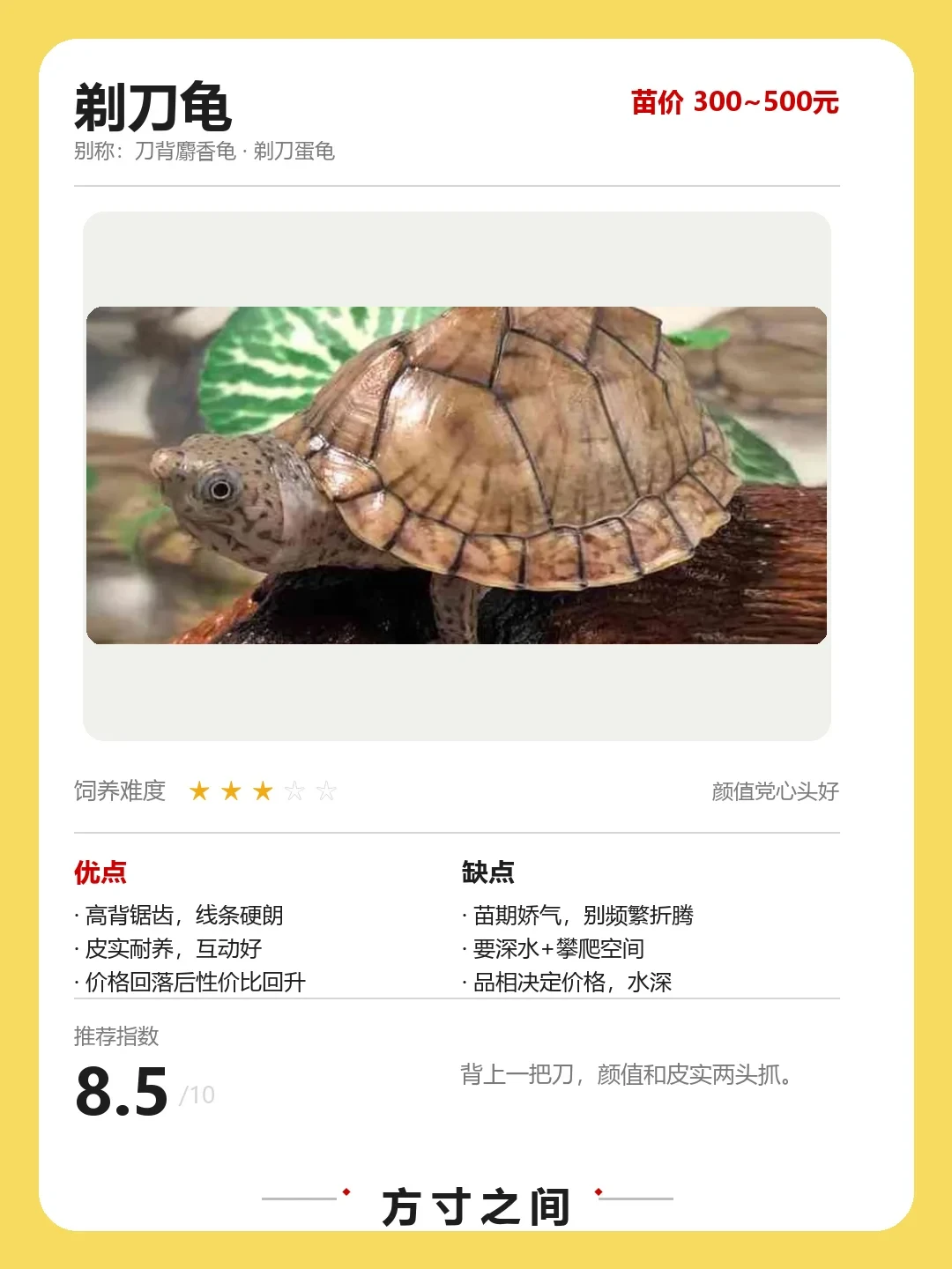 鳄龟被全面禁售,蛋龟反而涨疯了:麝香苗从60涨到120元,8月7品种行情一次说清,下单前先过这4关