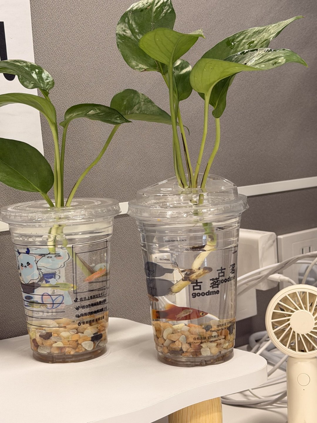 杯子水培进入下半场：瑞幸杯+定植篮里，到底养什么才活得久