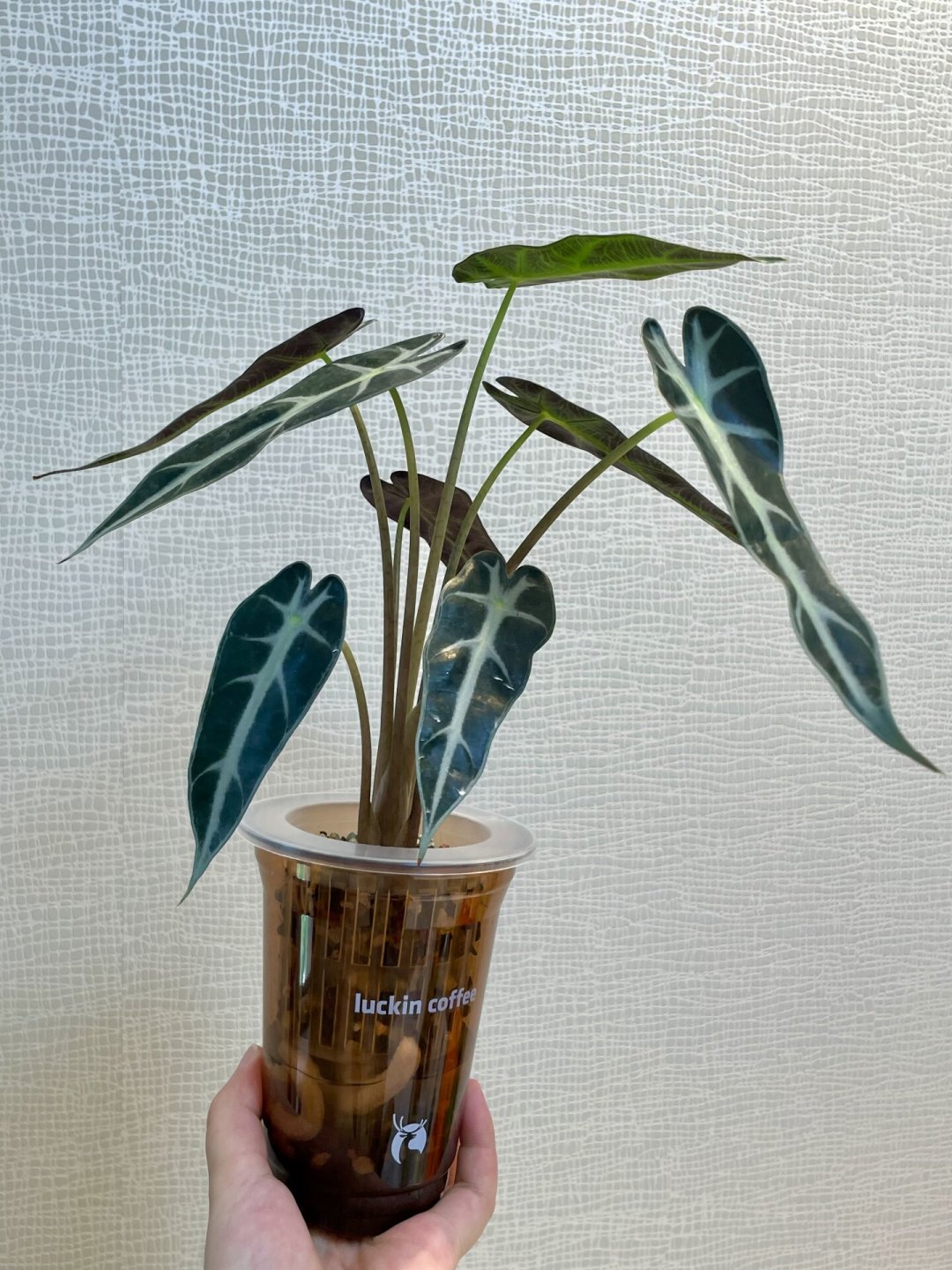 杯子水培进入下半场：瑞幸杯+定植篮里，到底养什么才活得久