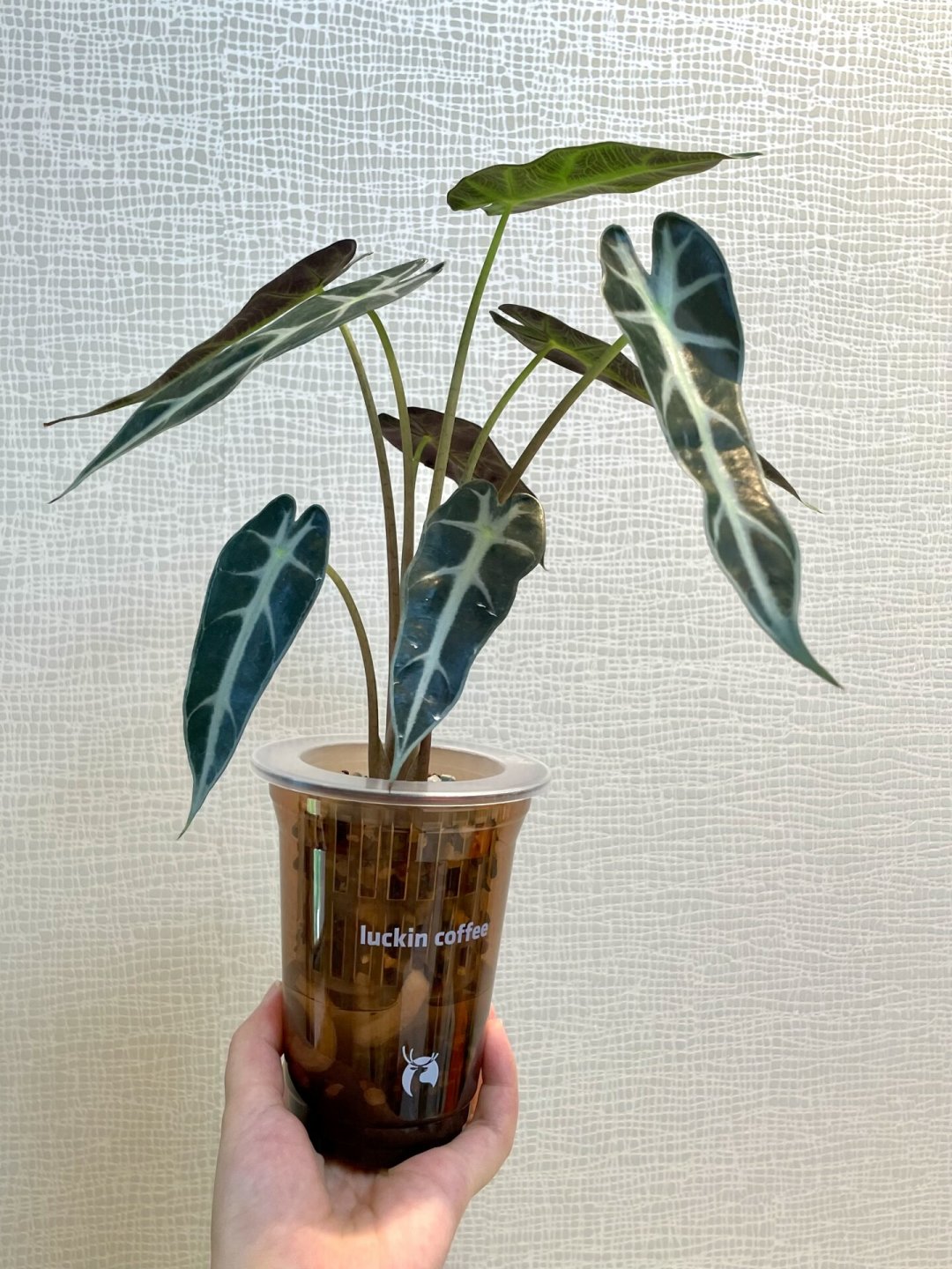 杯子水培进入下半场：瑞幸杯+定植篮里，到底养什么才活得久
