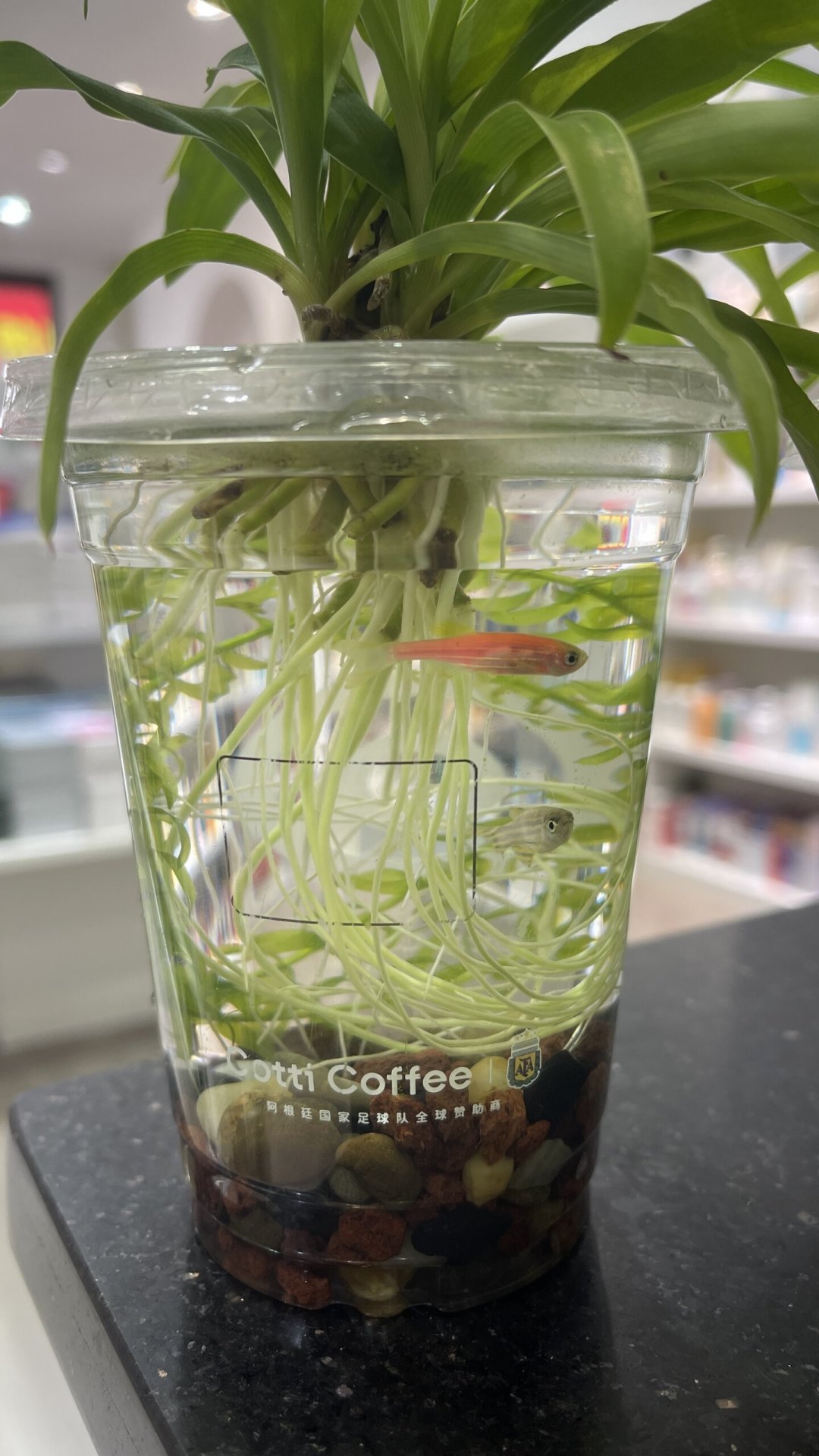 杯子水培进入下半场：瑞幸杯+定植篮里，到底养什么才活得久