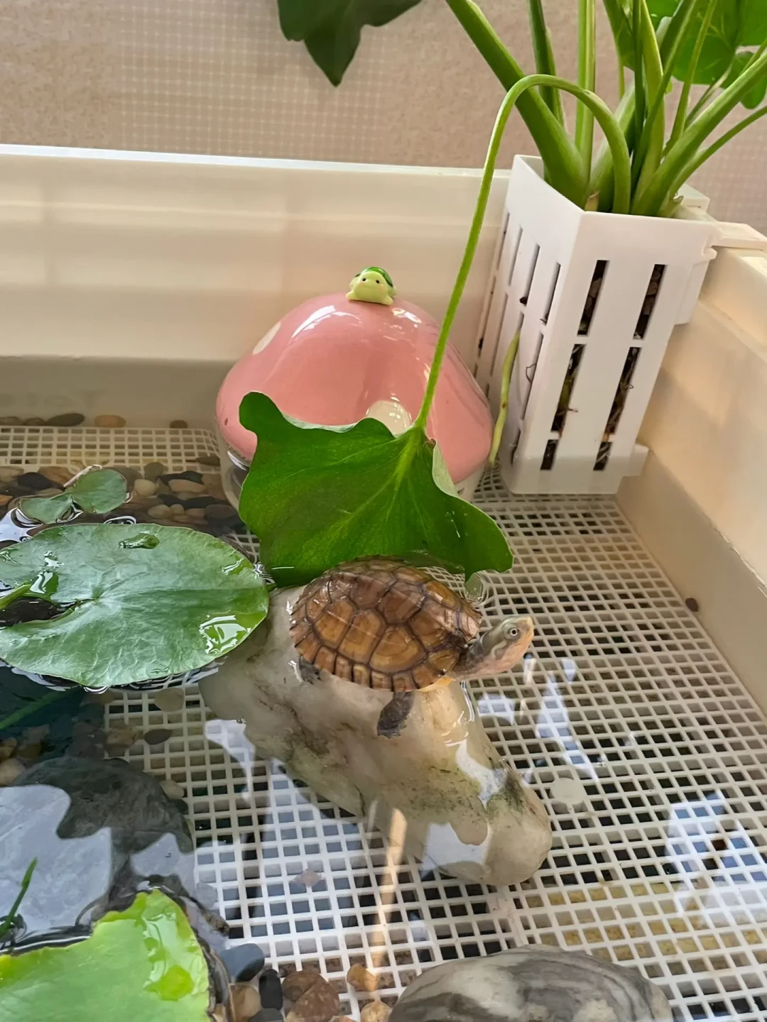 生态龟缸视频都说