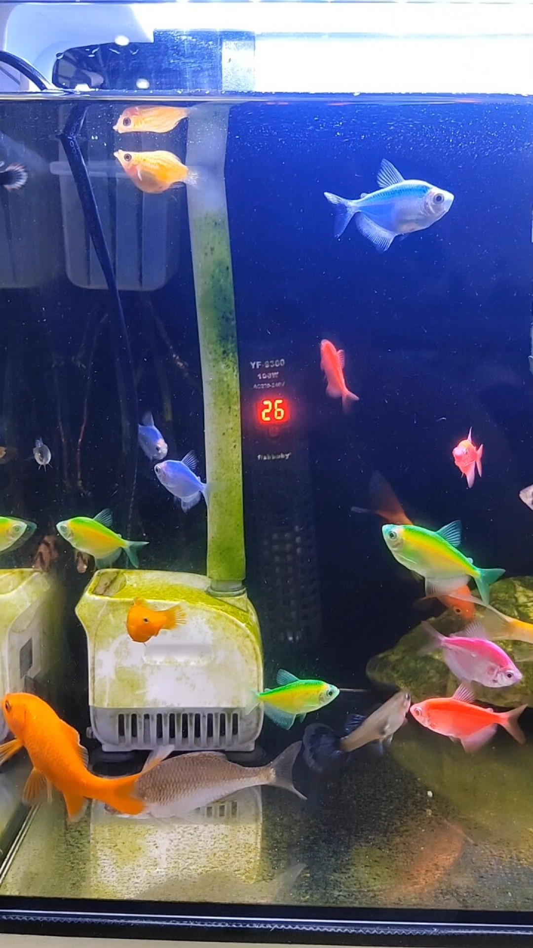 拔了3个月的加热棒,该插回去了吗?出伏后这4类缸要先插