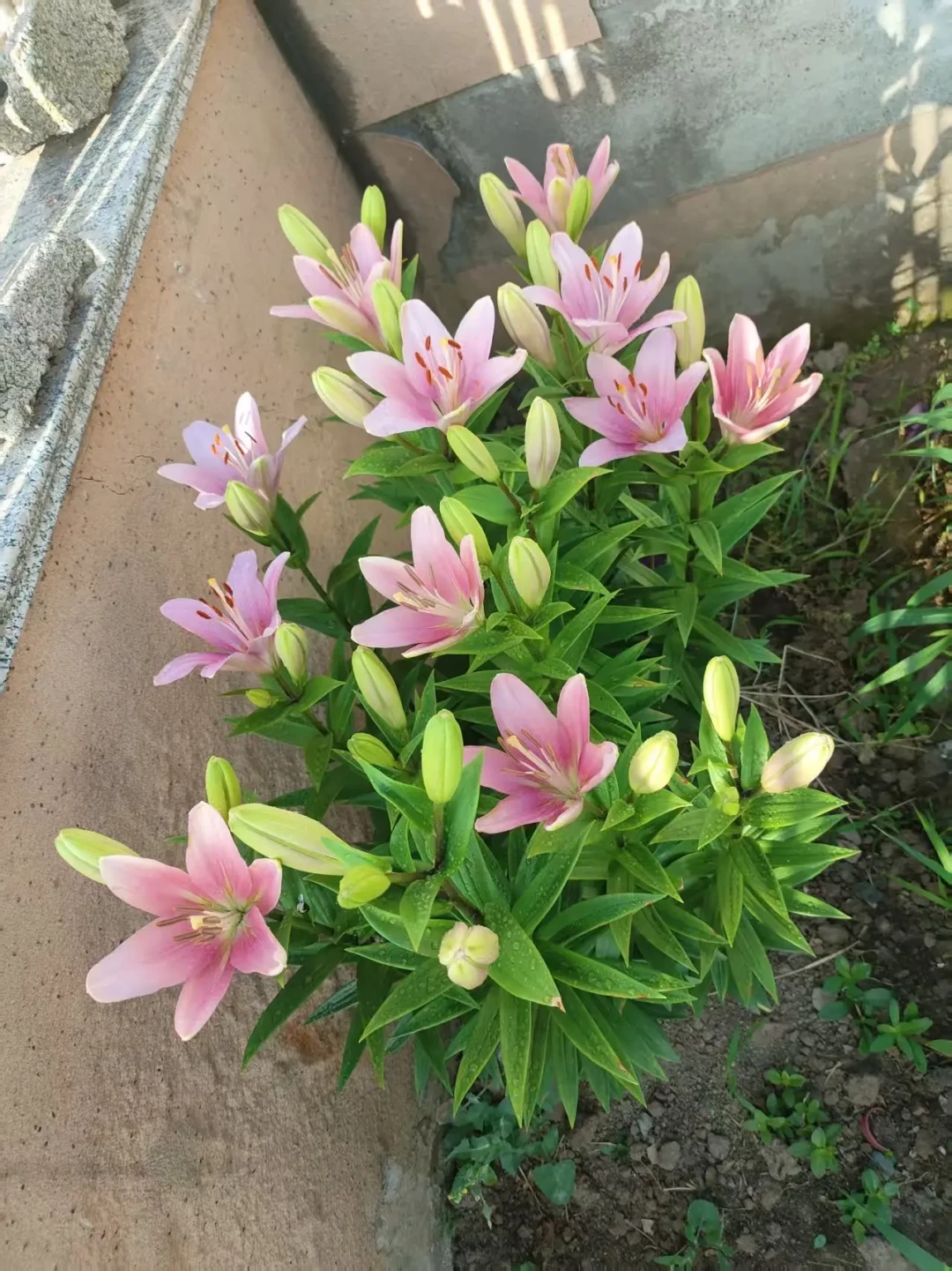 秋种球季来了,