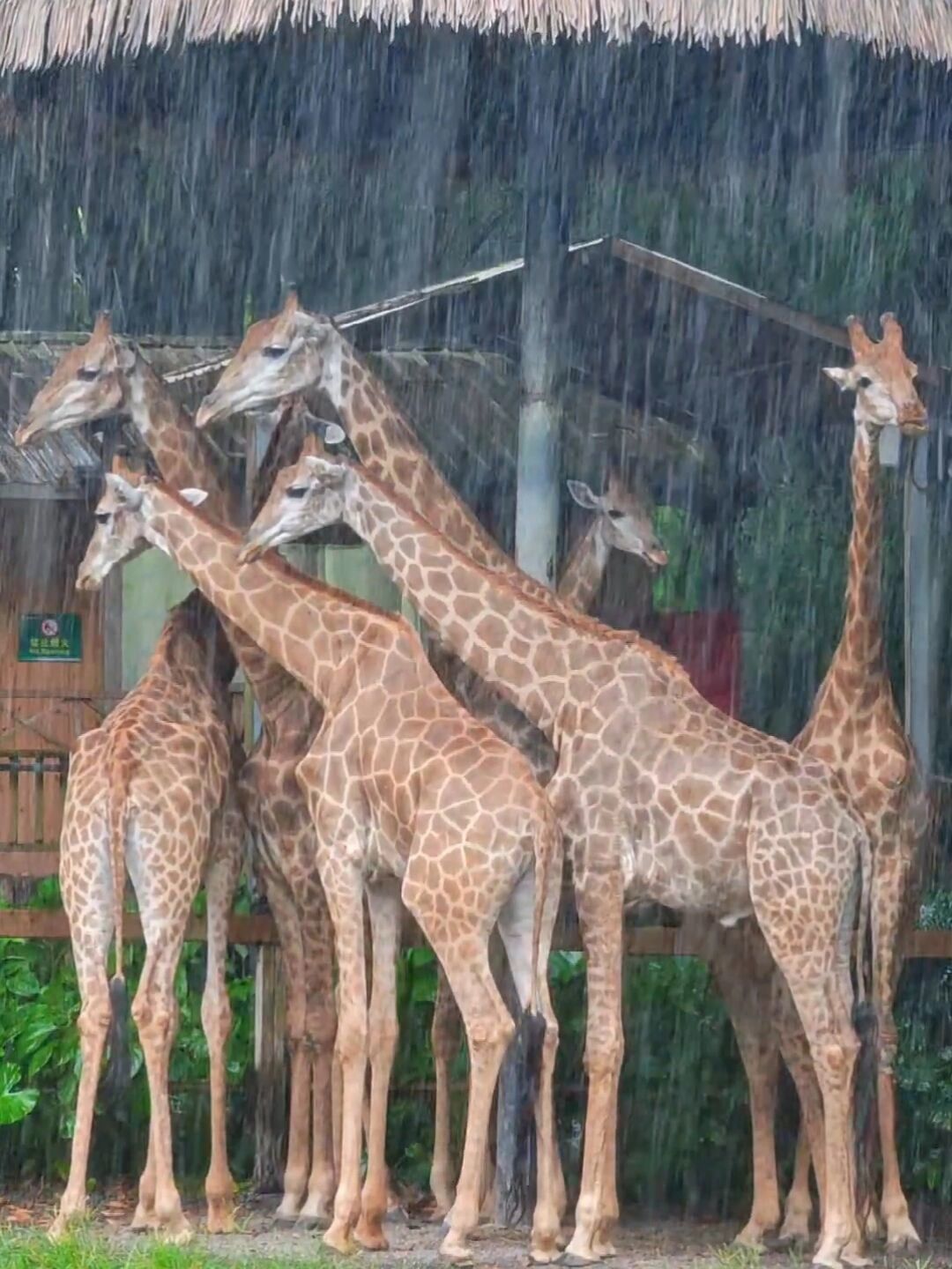 预报明天雷阵雨,还去不去长隆?翻了20多条雨天实测,这份决策指南请收好