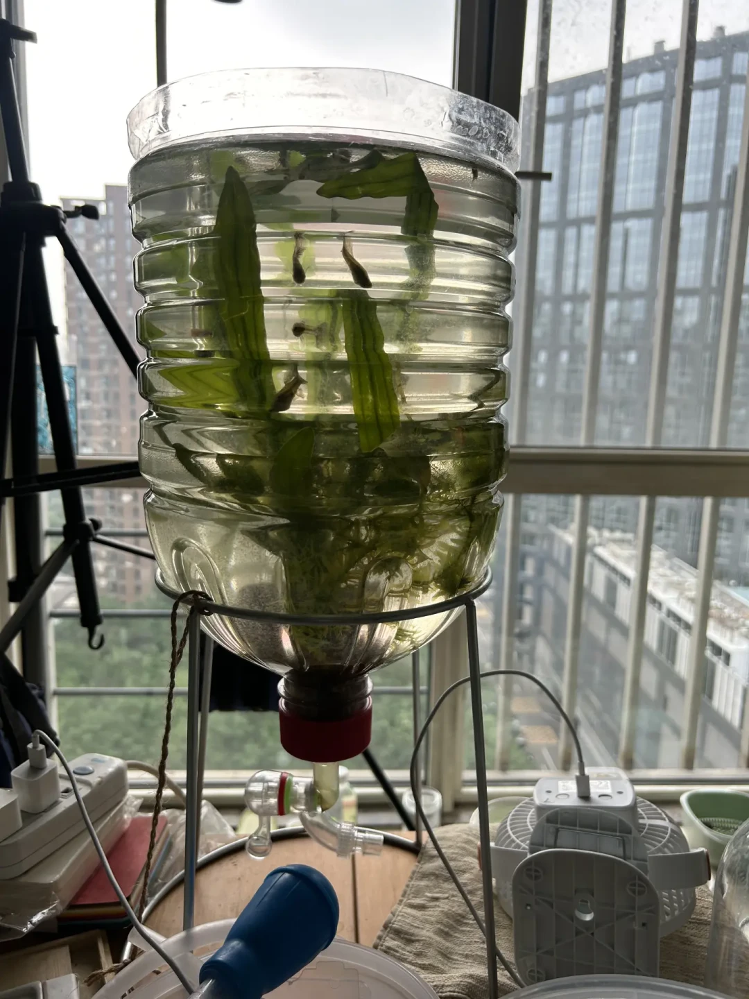8月缸水绿成菠菜汤,急着买杀菌灯?翻完全网争论,一半人其实能省下这笔钱