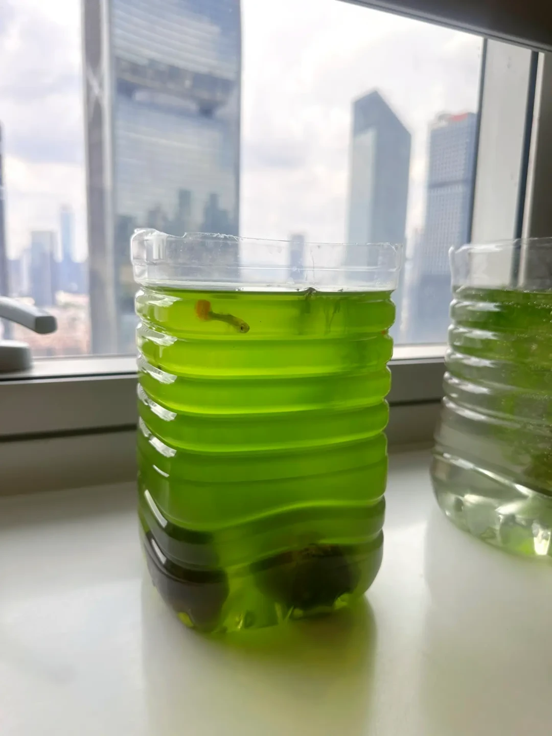 8月缸水绿成菠菜汤,急着买杀菌灯?翻完全网争论,一半人其实能省下这笔钱