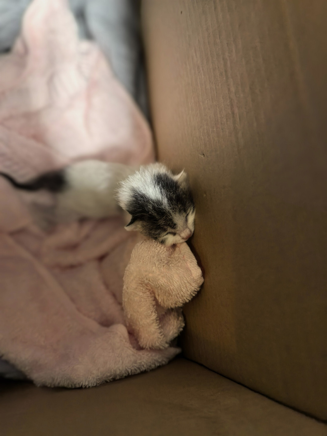 又是8月底,一年里捡奶猫最多的时候:喂牛奶之前,先退后观察半小时