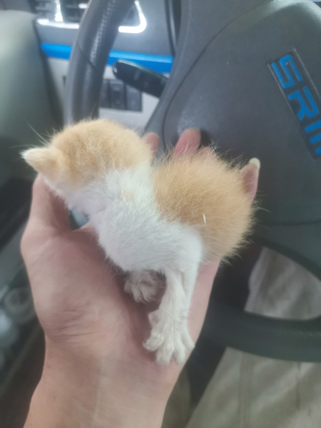 又是8月底,一年里捡奶猫最多的时候:喂牛奶之前,先退后观察半小时