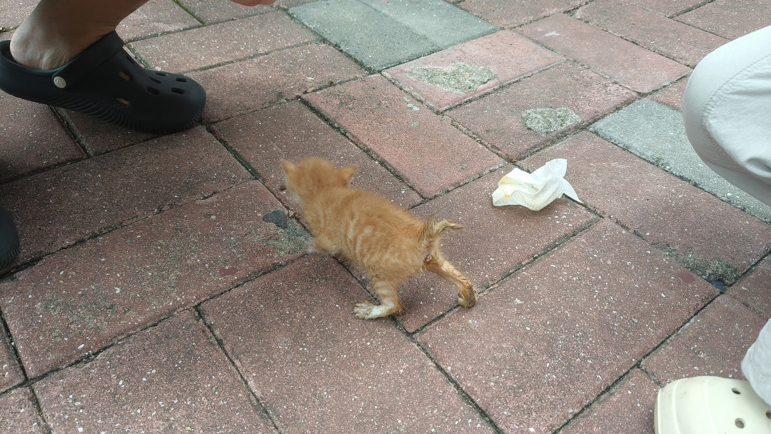 又是8月底,一年里捡奶猫最多的时候:喂牛奶之前,先退后观察半小时