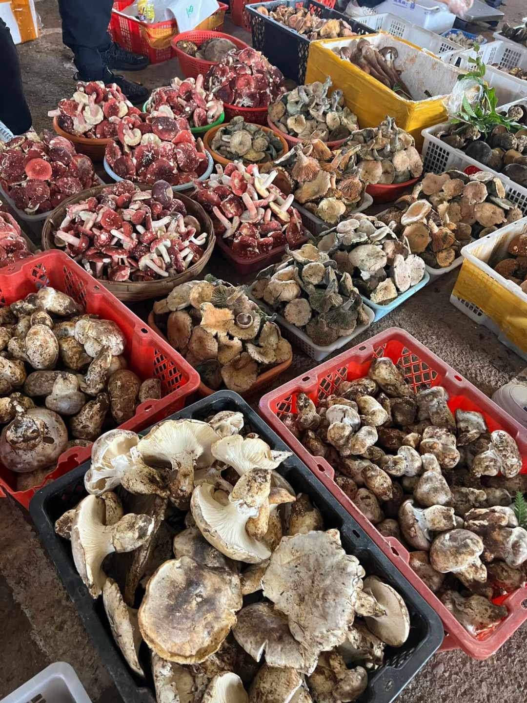 小偷进店不拿钱只偷见手青:对照汪曾祺40年前的菌子名单,聊聊今年这口鲜怎么吃