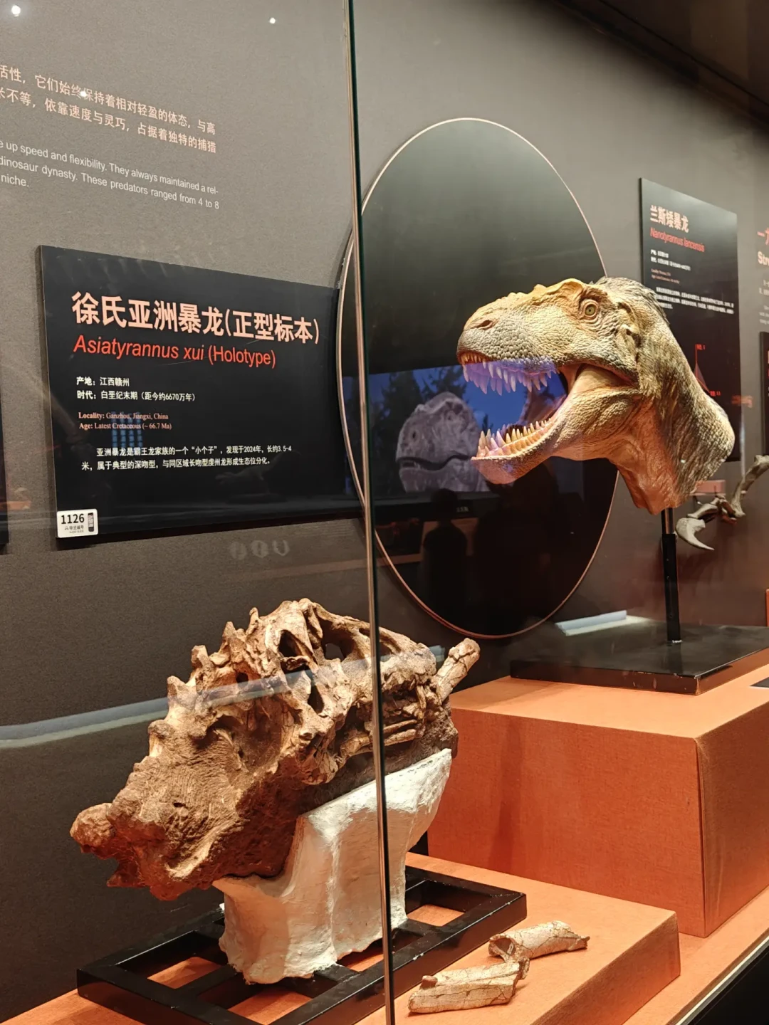 中国大陆第一次展出真品霸王龙骨架,10月11日撤展回国:哪些是真化石、98元怎么花、去之前要避哪些坑,一次说清