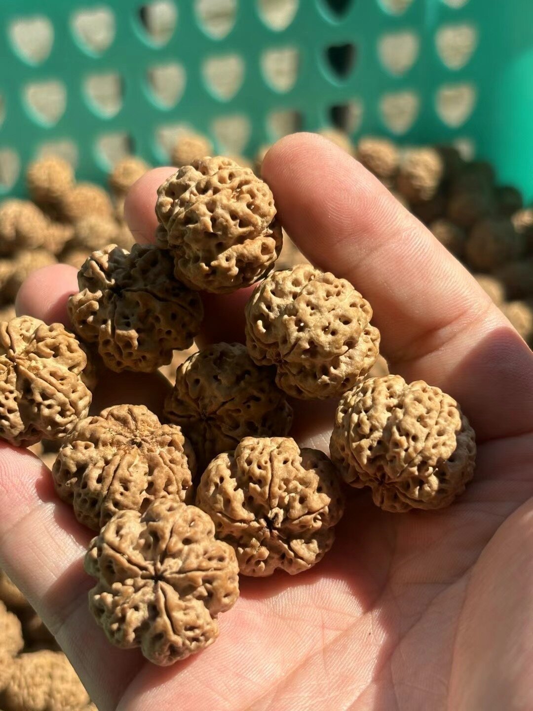 金刚菩提进入下树季倒计时:新籽预售889元起,值得等还是直接上手?