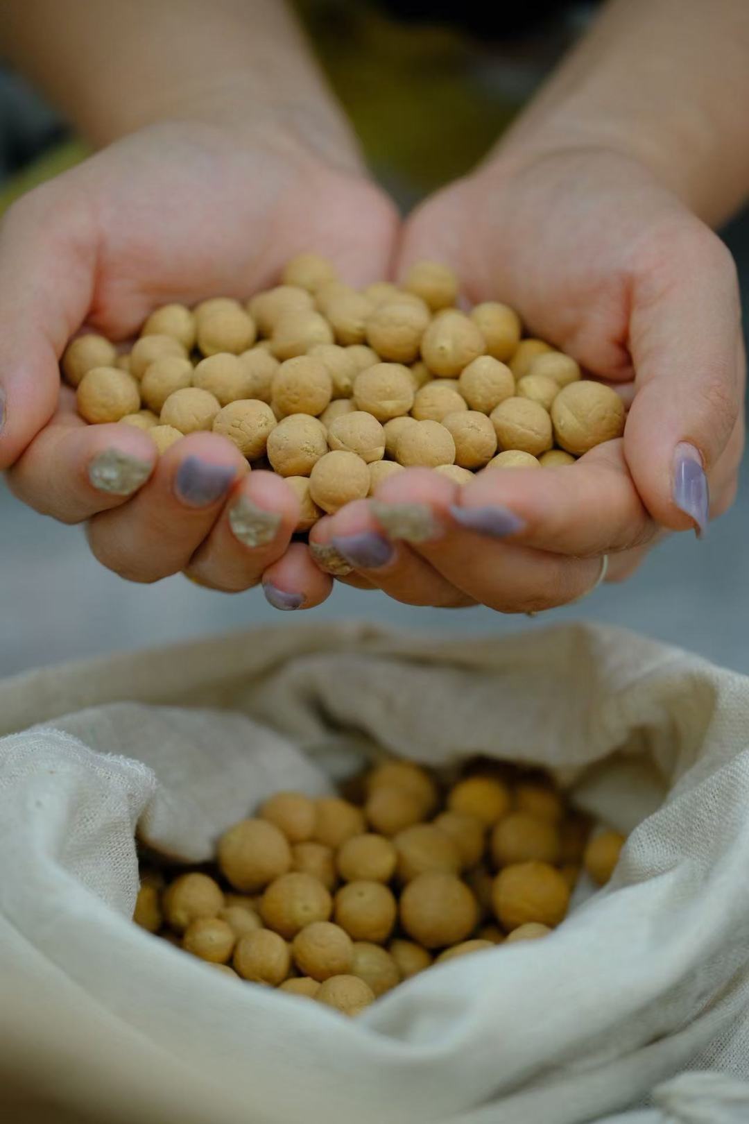 金刚菩提进入下树季倒计时:新籽预售889元起,值得等还是直接上手?