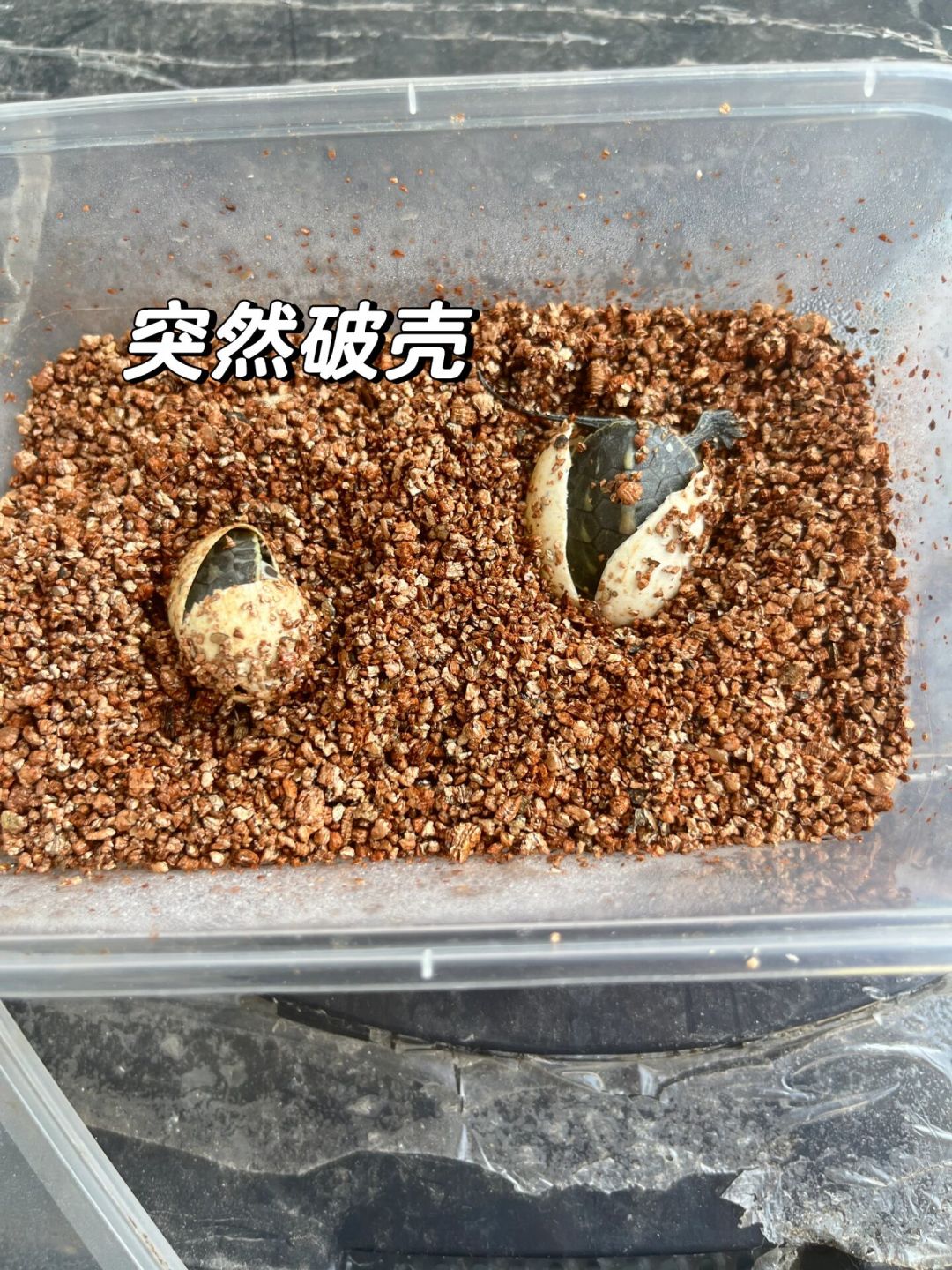 没公龟也下蛋,下不出还会憋出病:8月龟下蛋,四件事要判断清楚