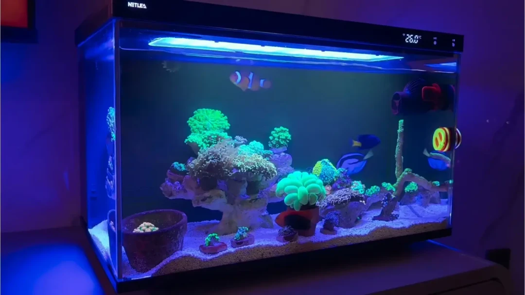 一缸养鱼、养草、养珊瑚?尼特利X45 Ultra+“淡海双用”满月观察:灯光是惊喜,但这三笔账得先算清