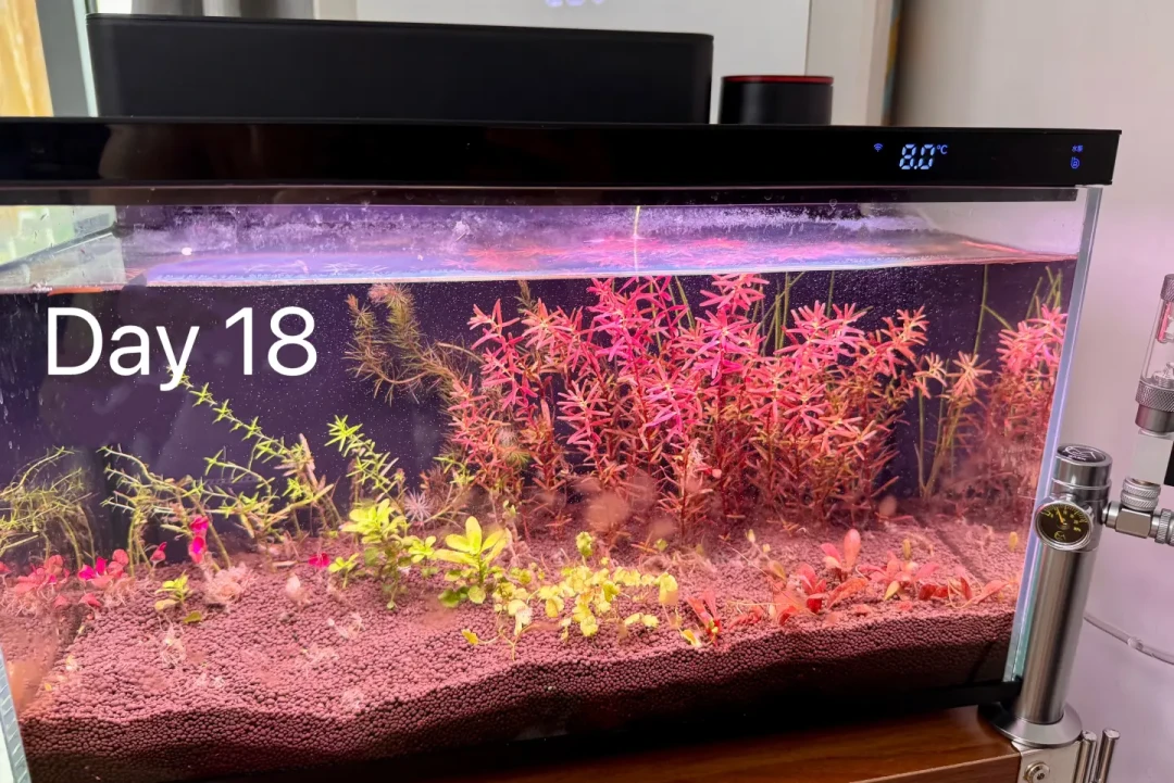 一缸养鱼、养草、养珊瑚?尼特利X45 Ultra+“淡海双用”满月观察:灯光是惊喜,但这三笔账得先算清