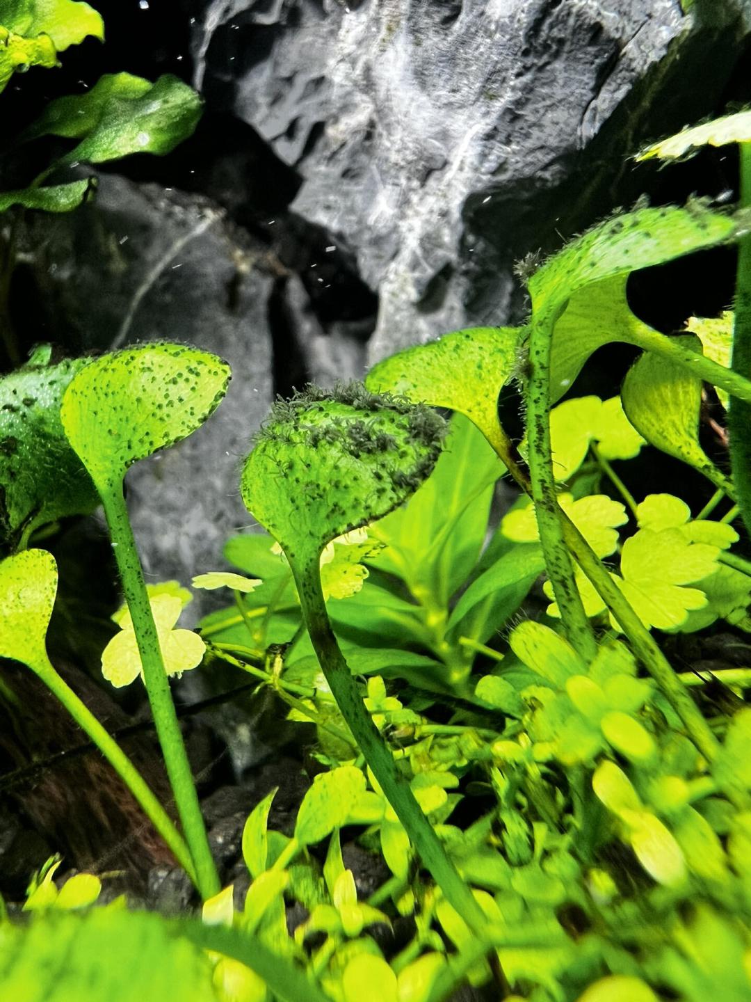8月底爆藻,别急着翻缸:先看3个信号判断草缸还能不能救,再谈怎么救最省钱