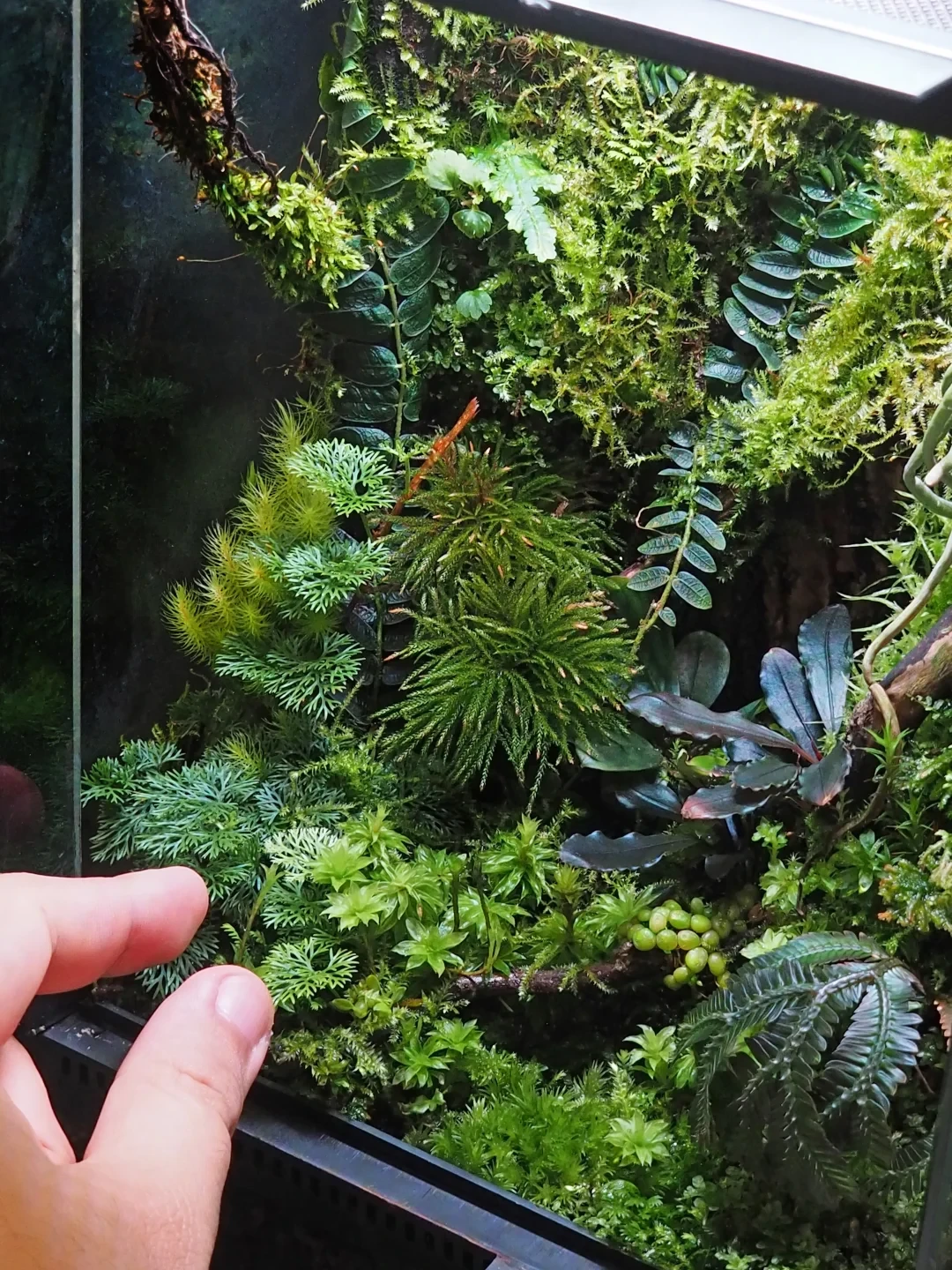 处暑、出伏同一天:苔藓微景观最难的一个月终于过去了,但旧瓶怎么救、新缸什么时候开,先看完这篇再动手