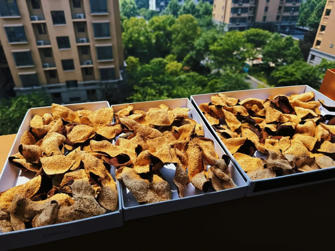 8月底,晒秋前查一查家里的陈皮:4种