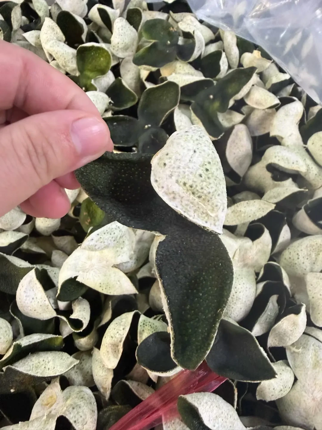 8月底,晒秋前查一查家里的陈皮:4种