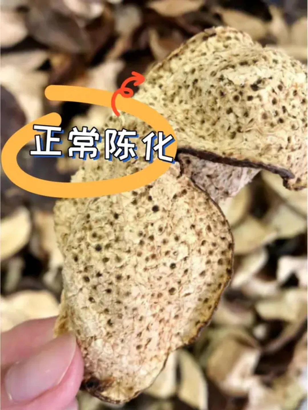 8月底,晒秋前查一查家里的陈皮:4种