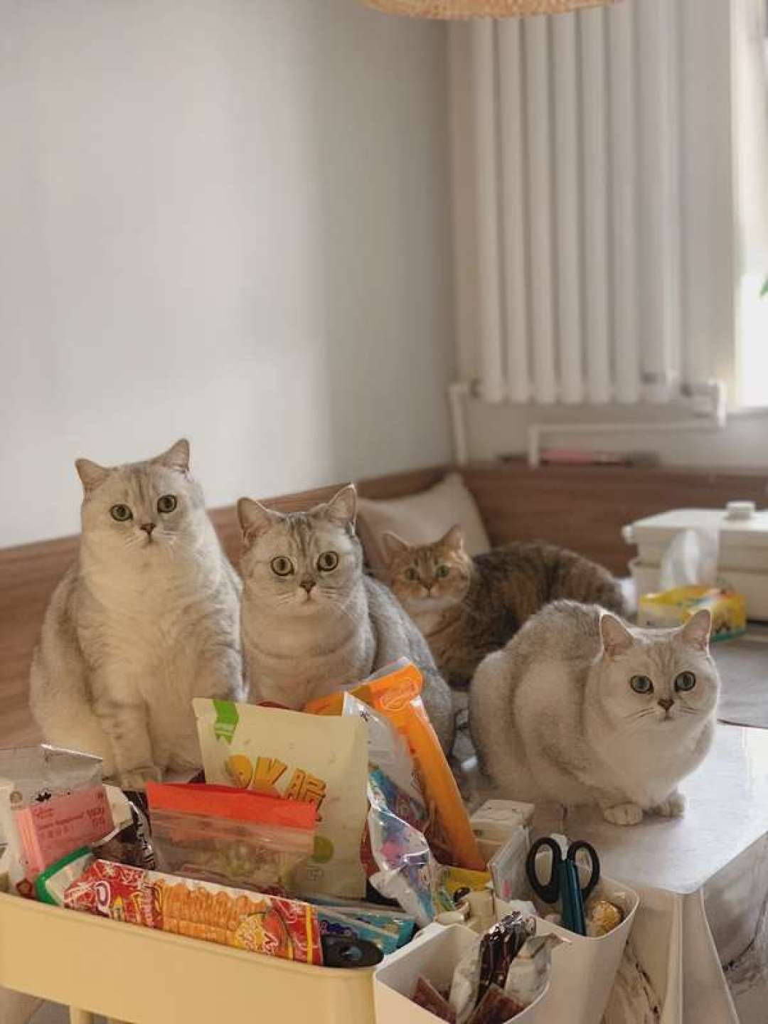 多猫家庭选粮,到底能不能“一袋喂所有猫”?先看你家这几只猫的差距有多大