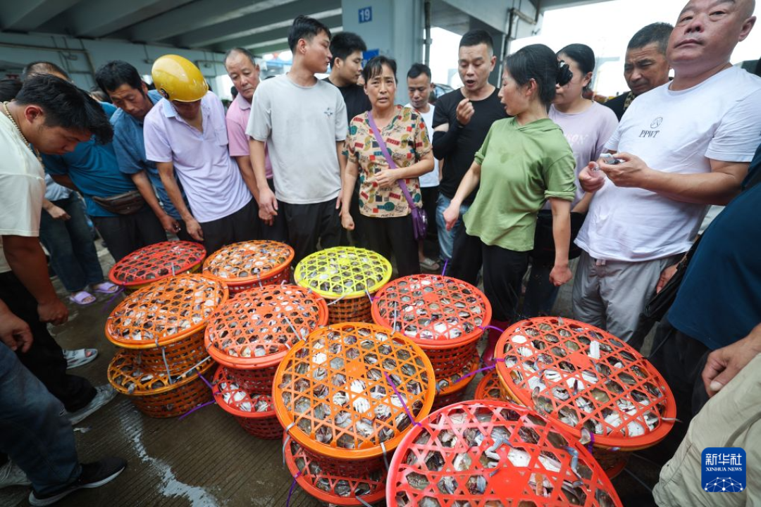 梭子蟹跌进20元档,但先别急着买:现在只吃公蟹,别碰9块9的