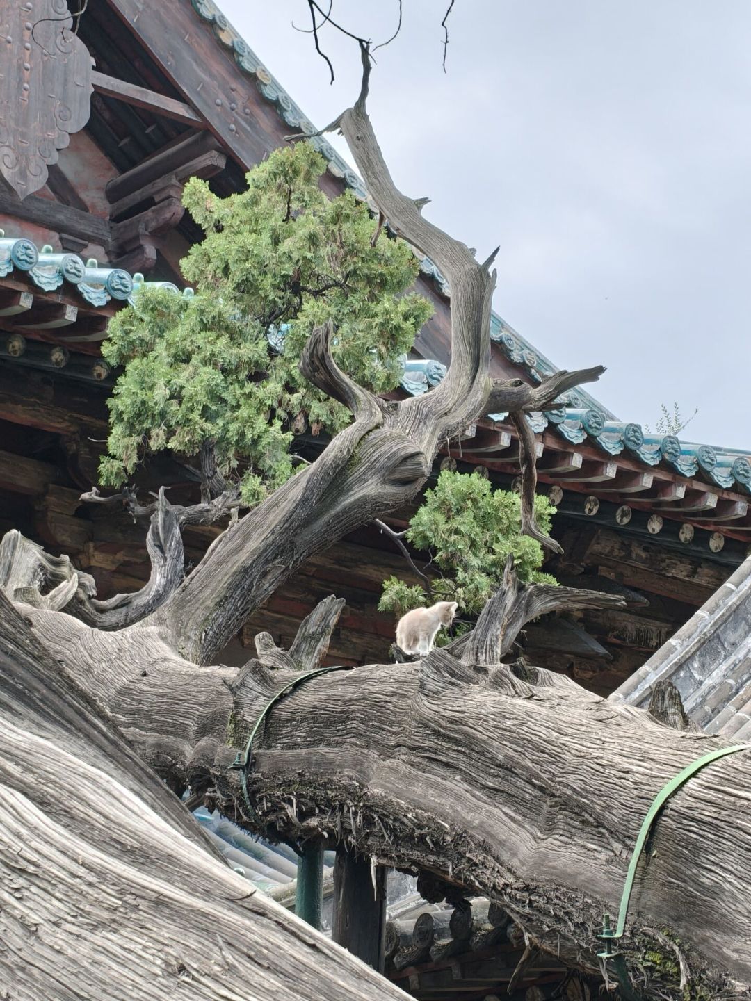 黑神话刚过两周年,山西古建又要挤了:北线看结构、晋东南看塑,先想好走哪条线