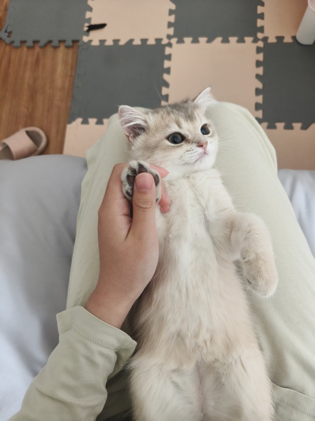 别被“错过社会化黄金期就废了”吓住:遛猫不是社会化,这四件事才真有用