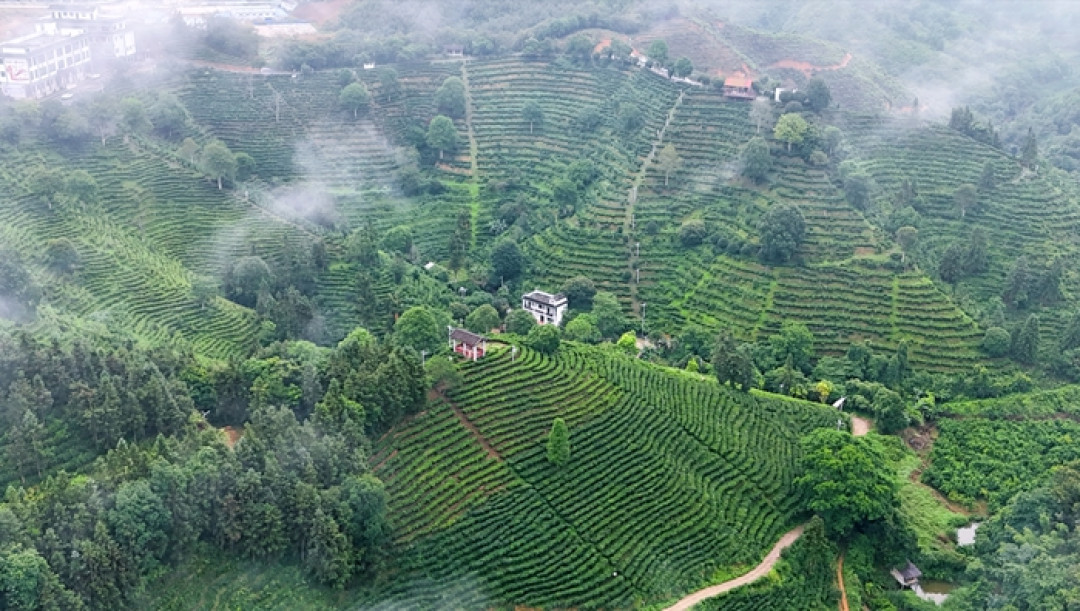 六堡茶产值5年翻了近3倍,老茶客却说“我们不喝”:普通人买这杯茶,该信谁?